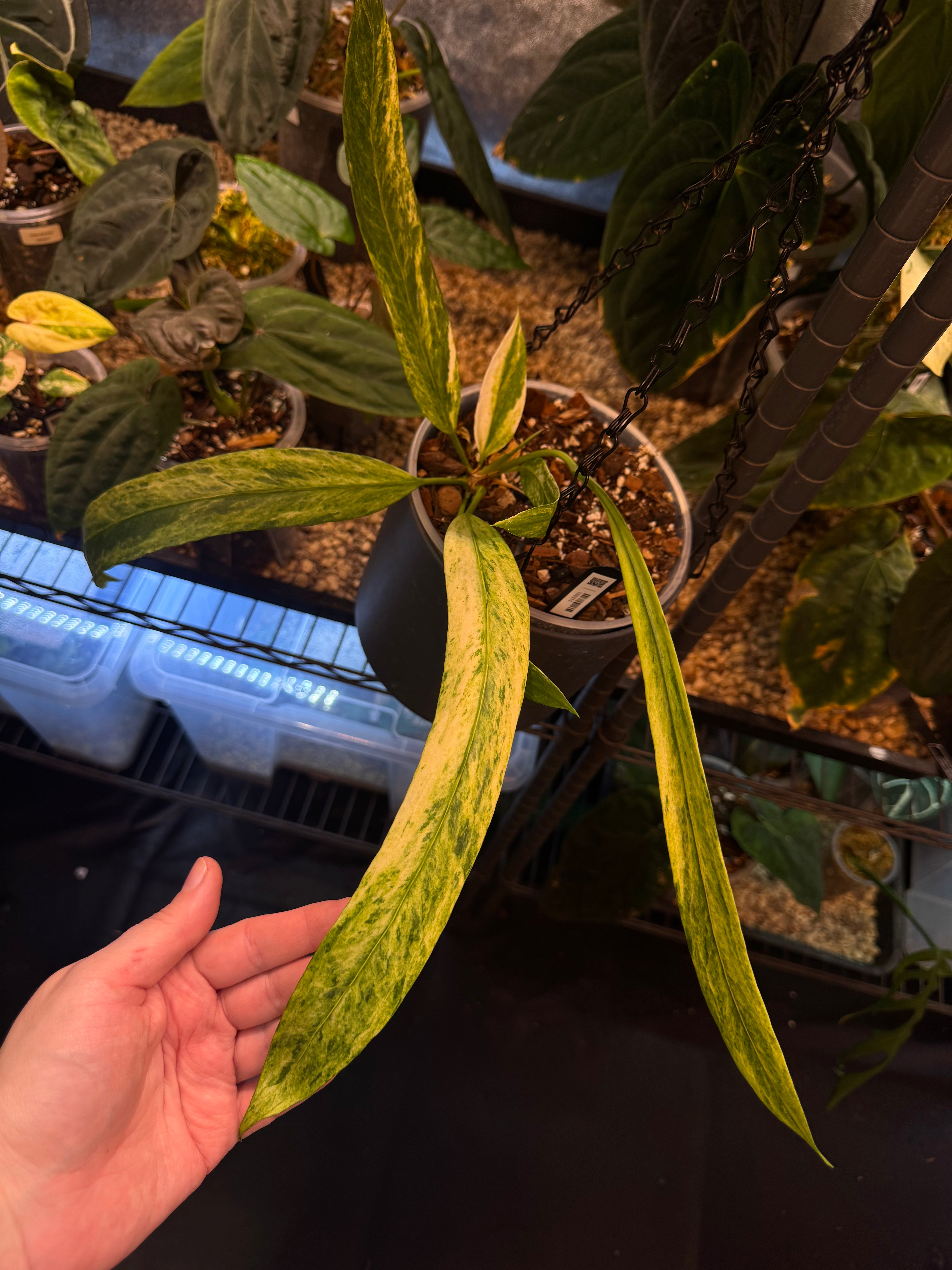 NFS: Anthurium Vittarifolium Variegata - SMUKHI