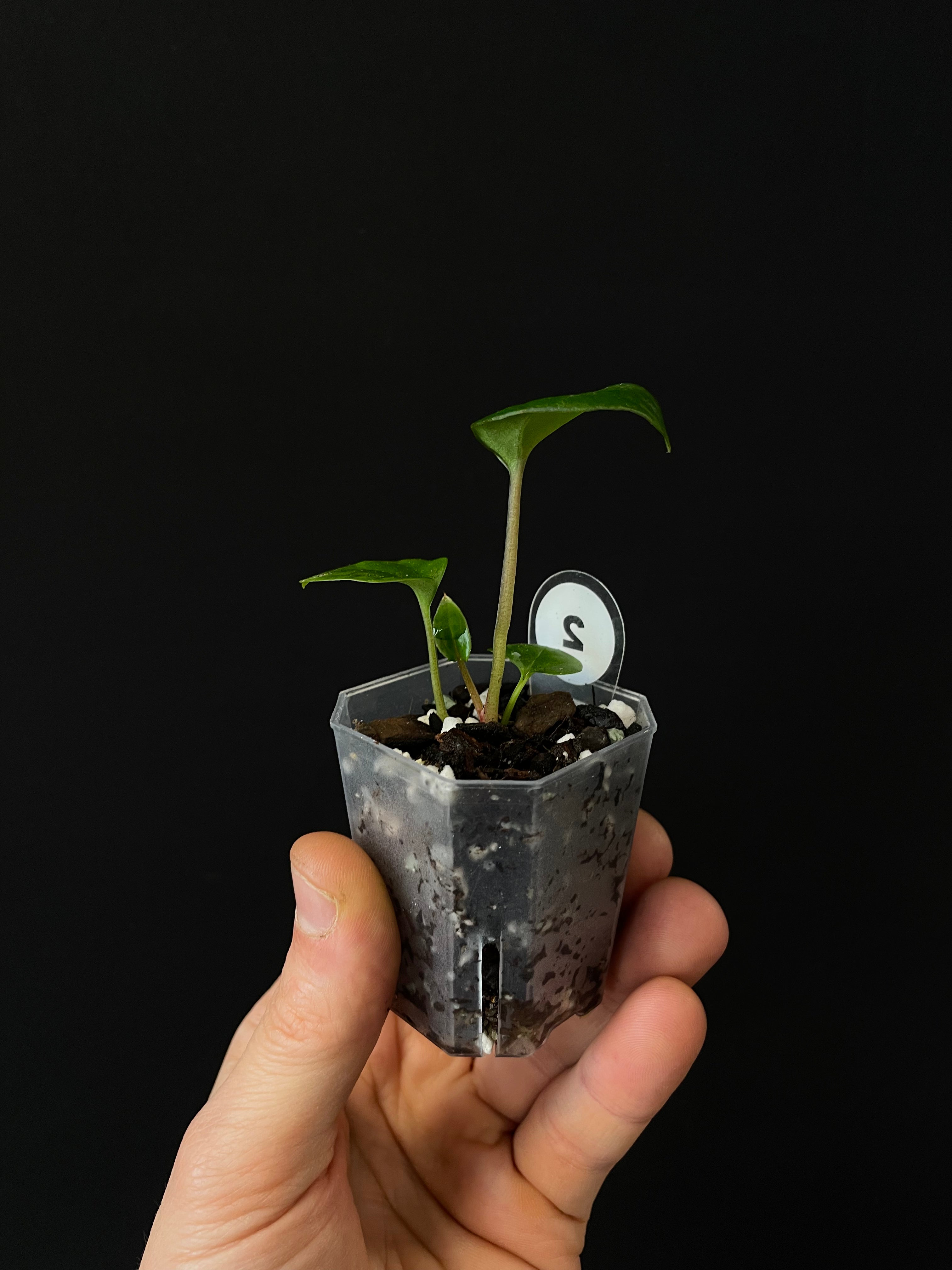 Anthurium Portillae 'Dorito' S1 x (Dressleri F2 x Carlablackiae 'Amanda')
