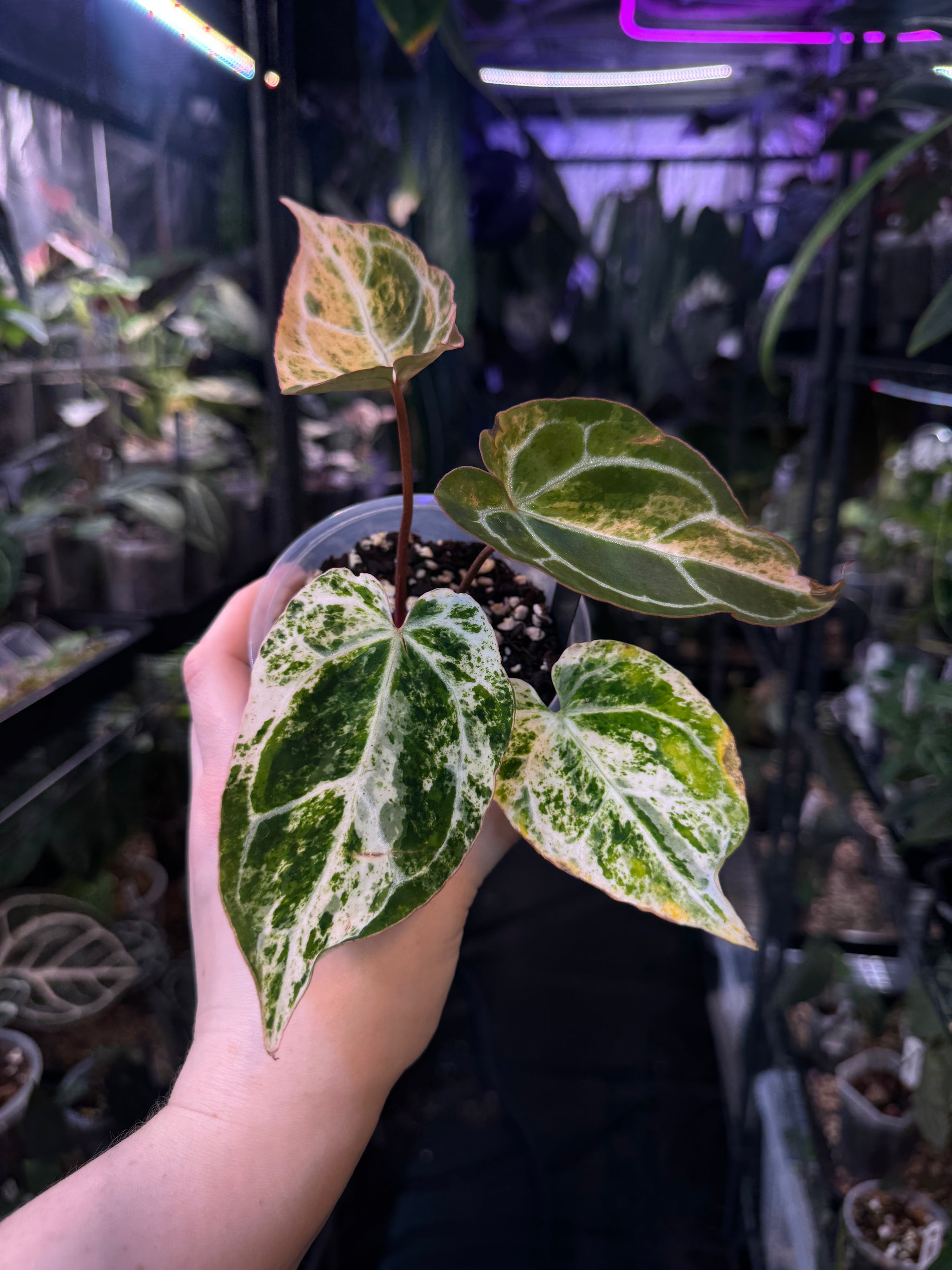 その他観葉植物 Anthurium Crystallinum Variegated NFS: Anthurium Crystallinum Variegata | SMUKHI