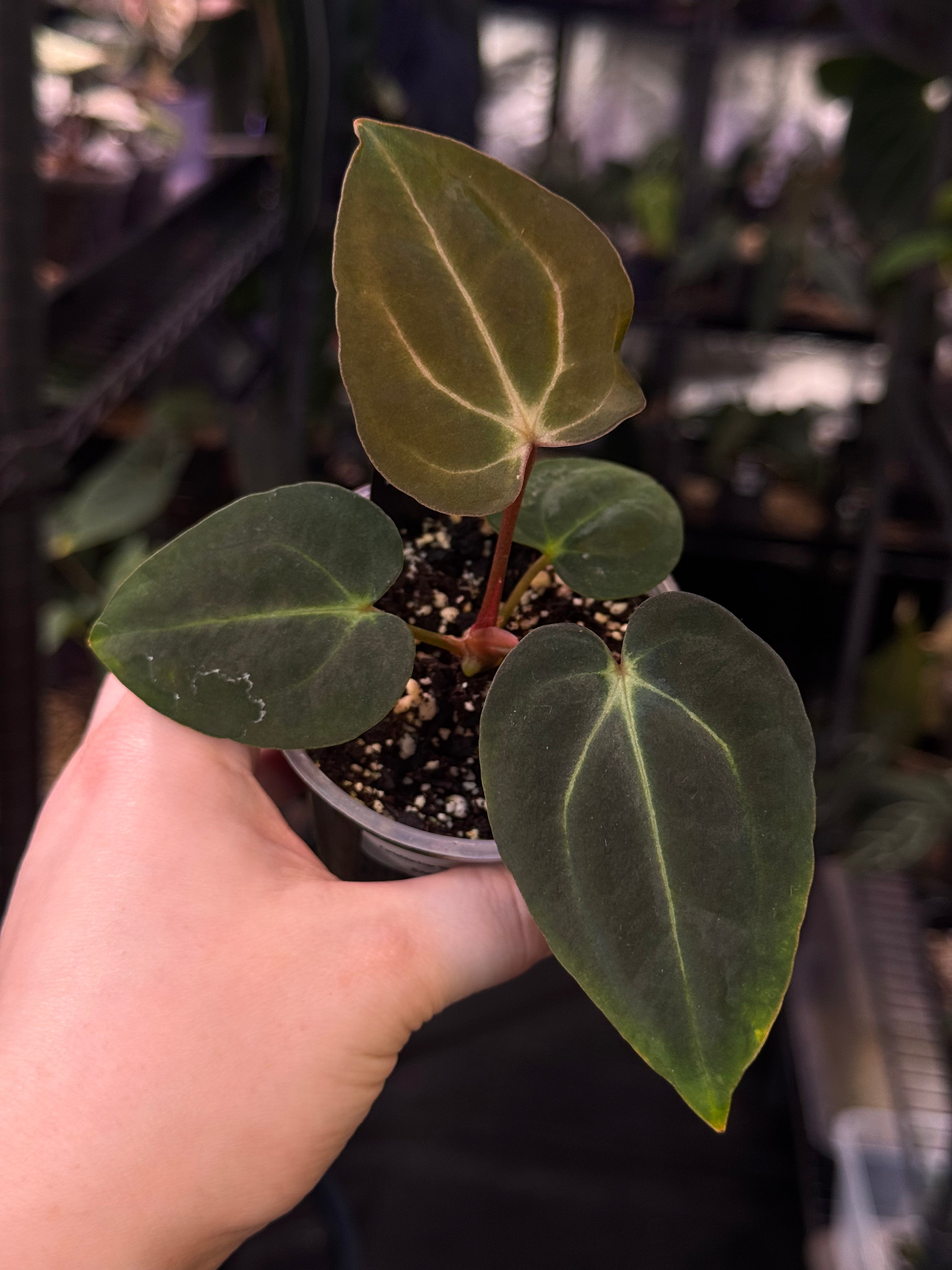 NFS: Anthurium Carlablackiae 'District' x BUZ1 - SMUKHI