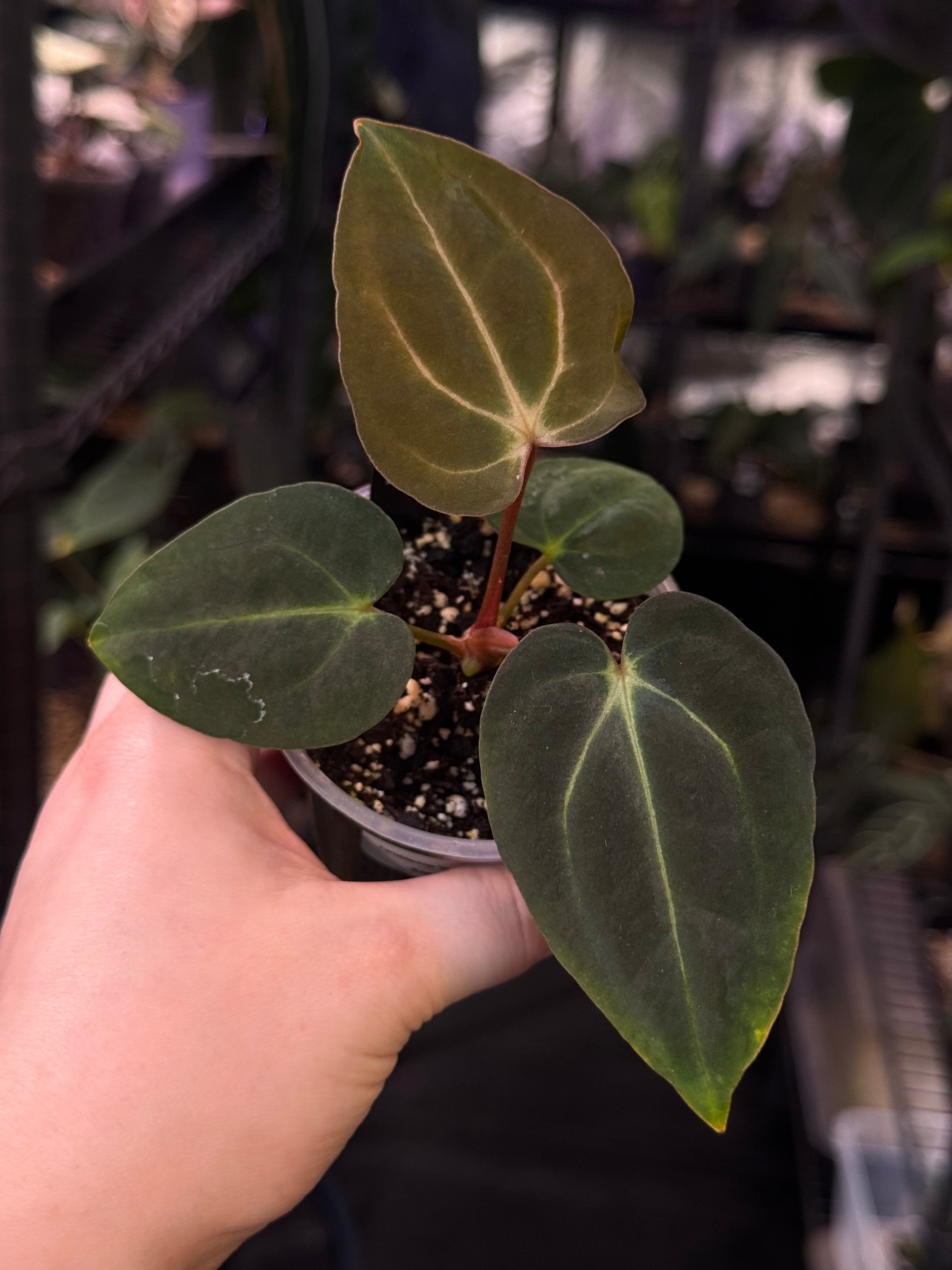 その他観葉植物 anthurium carlablackiae NFS: Anthurium Carlablackiae 'District' x BUZ1 - Rare Finds for