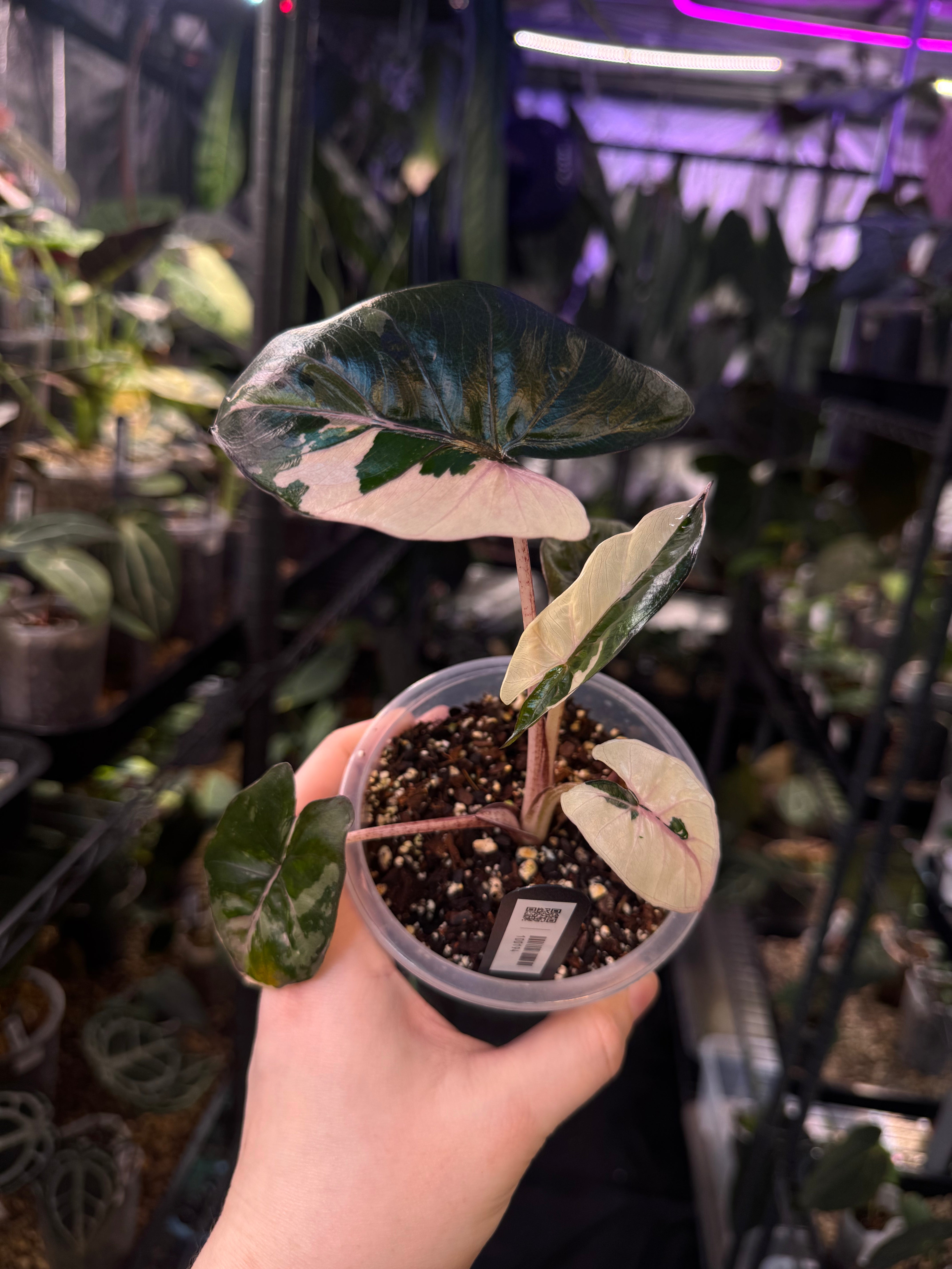 NFS: Alocasia Serendipity - SMUKHI