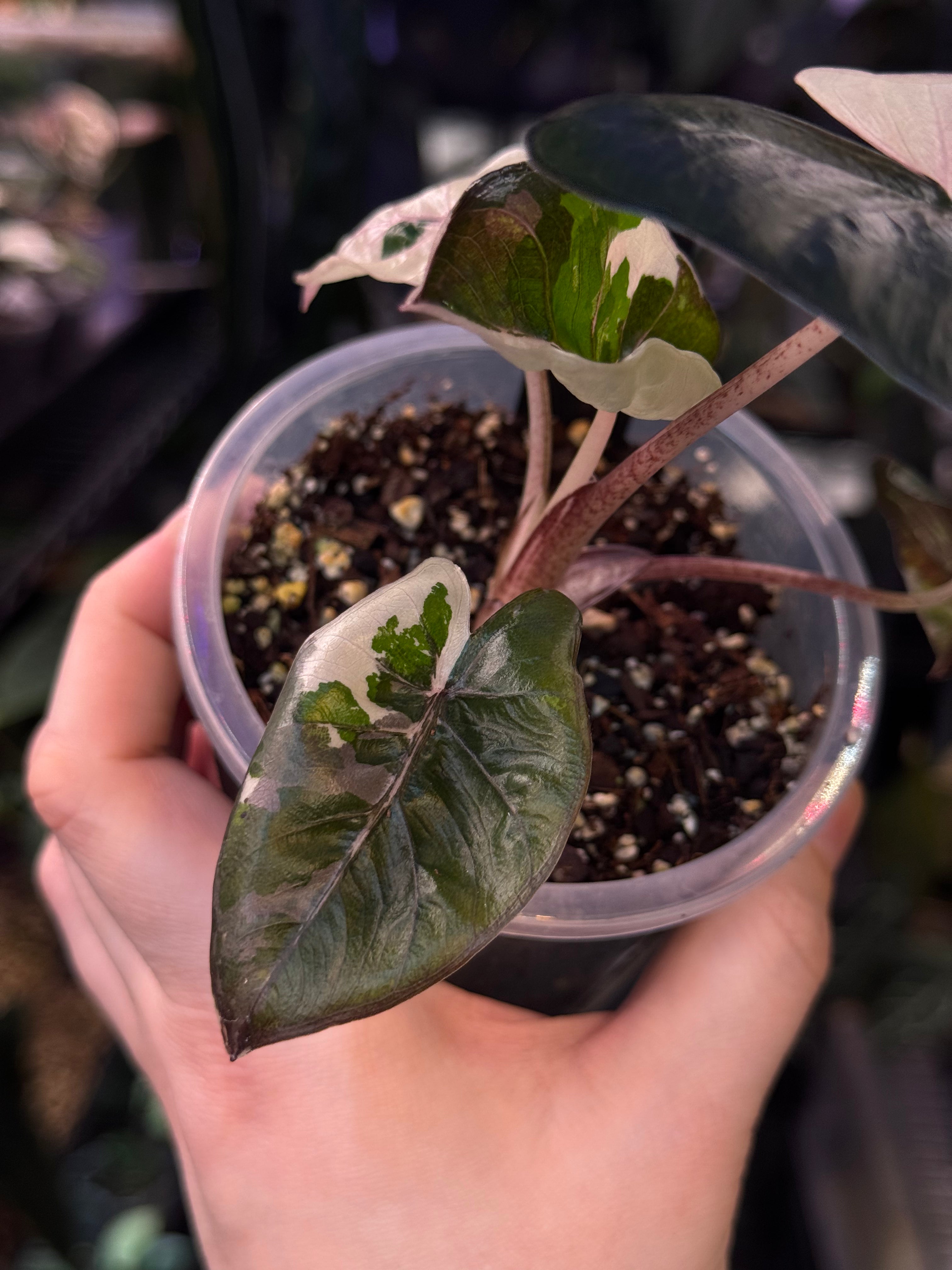 NFS: Alocasia Serendipity - SMUKHI