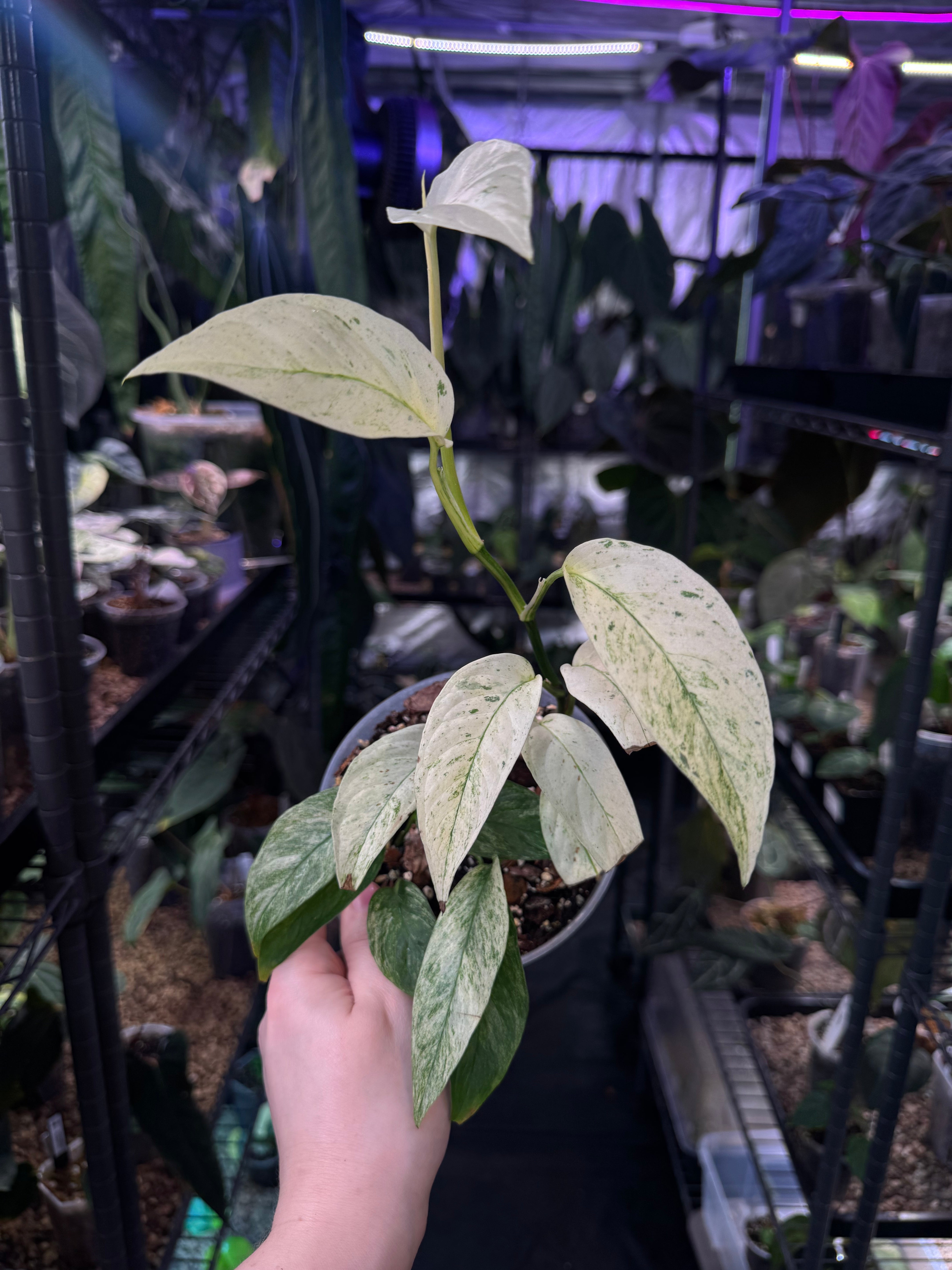 Monstera Laniata Mint - SMUKHI