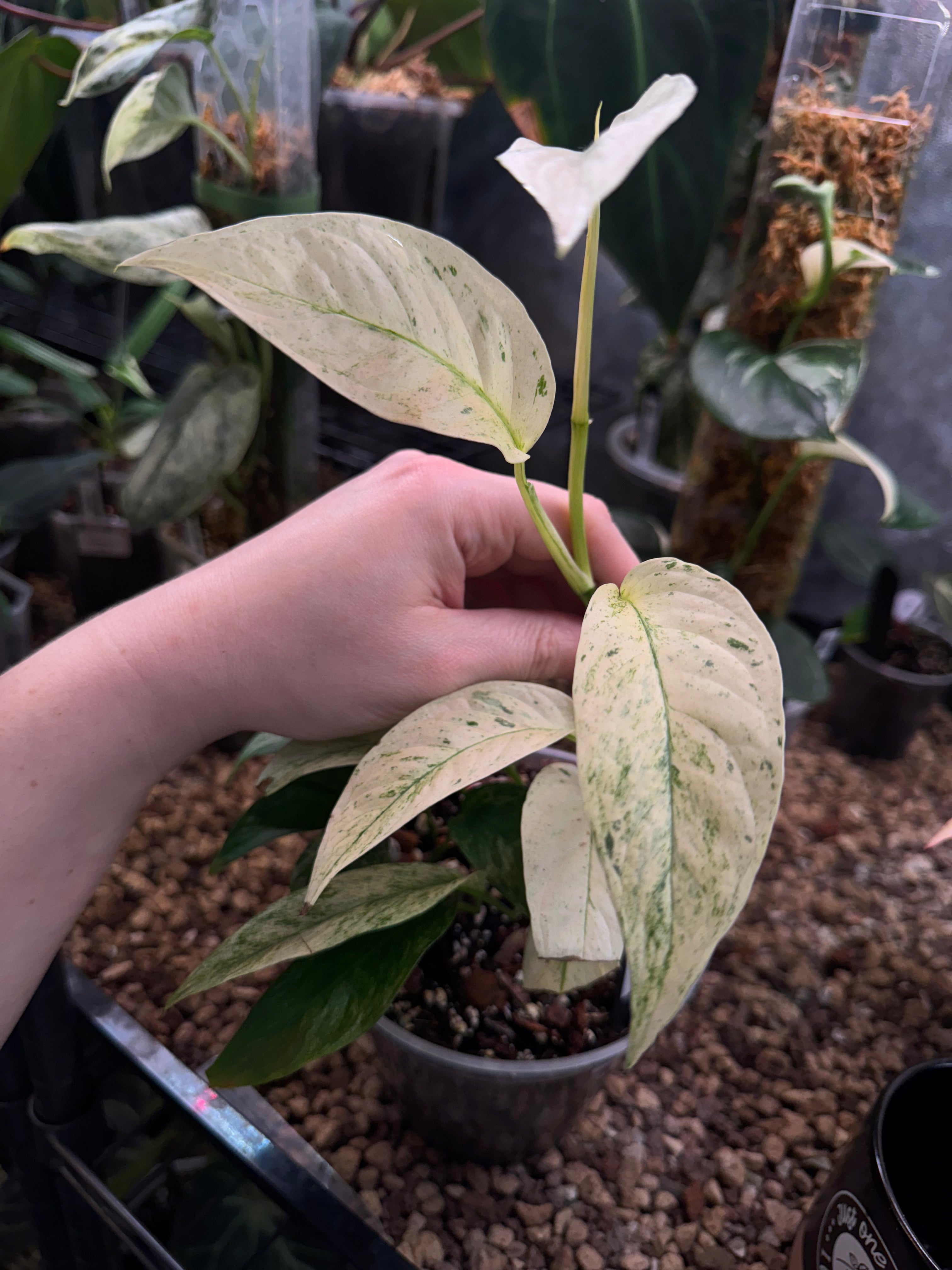 Monstera Laniata Mint - SMUKHI