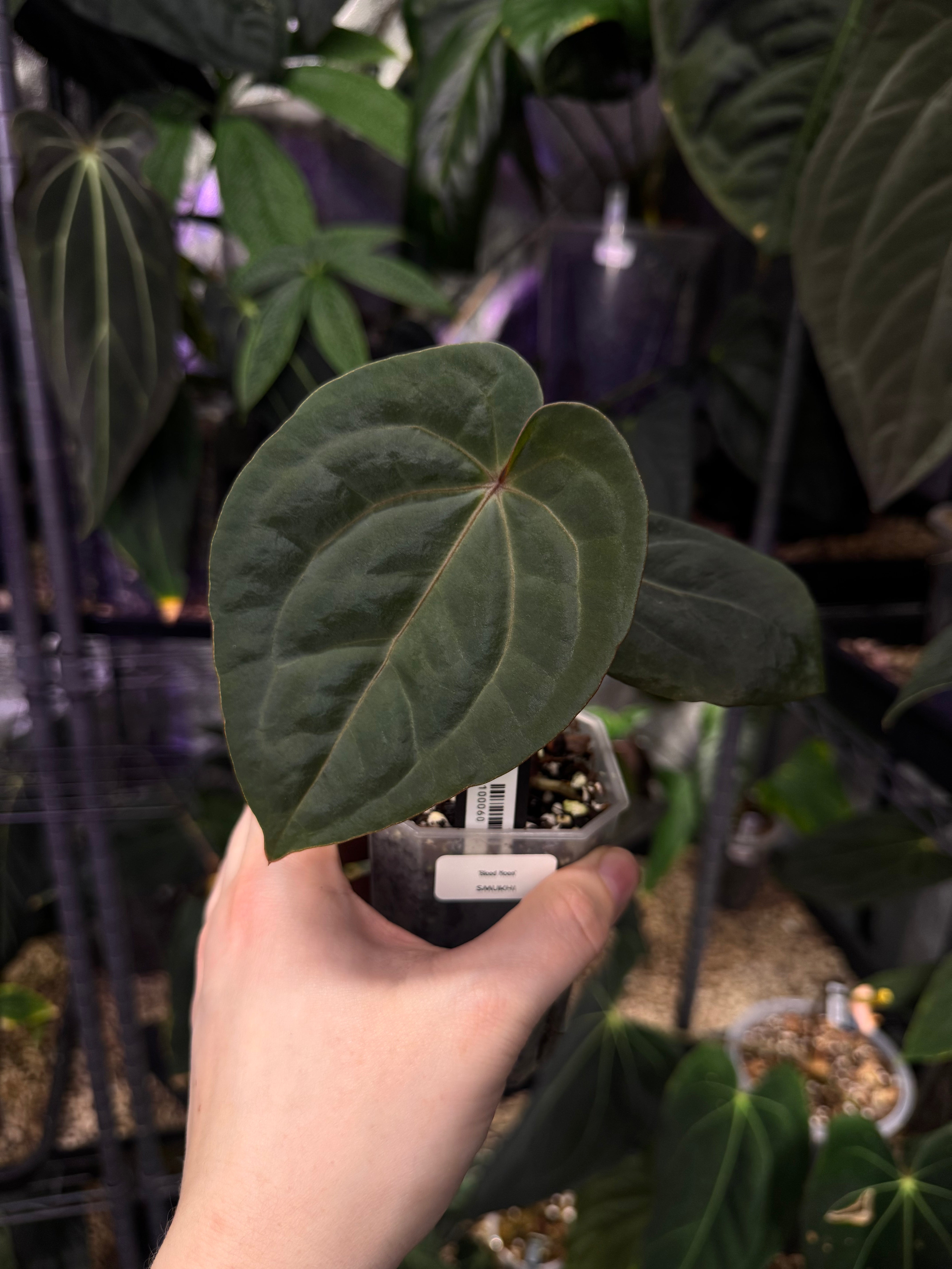 NFS: Anthurium ‘Blood Moon’ #1 - SMUKHI