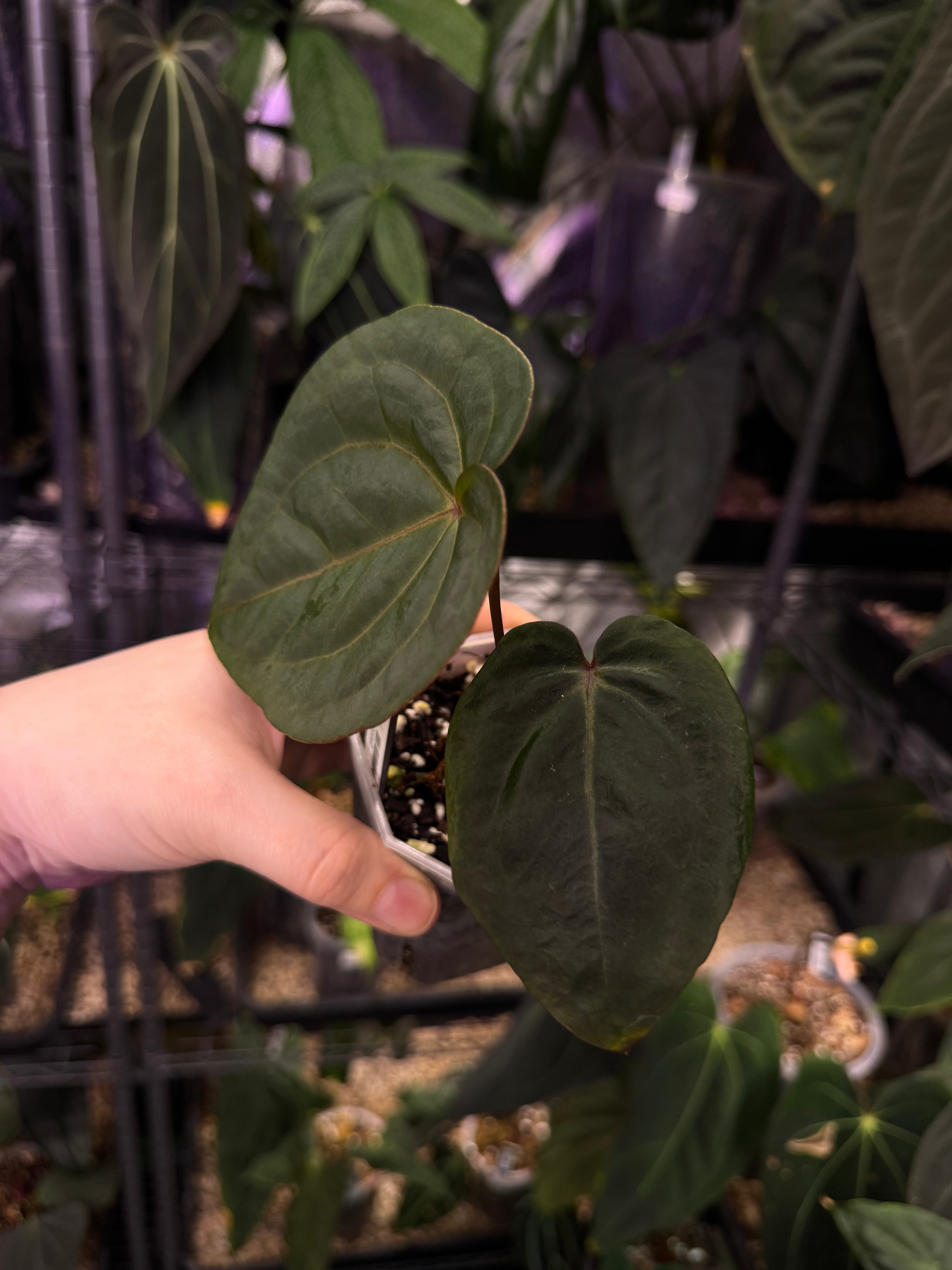 NFS: Anthurium ‘Blood Moon’ #1 - SMUKHI