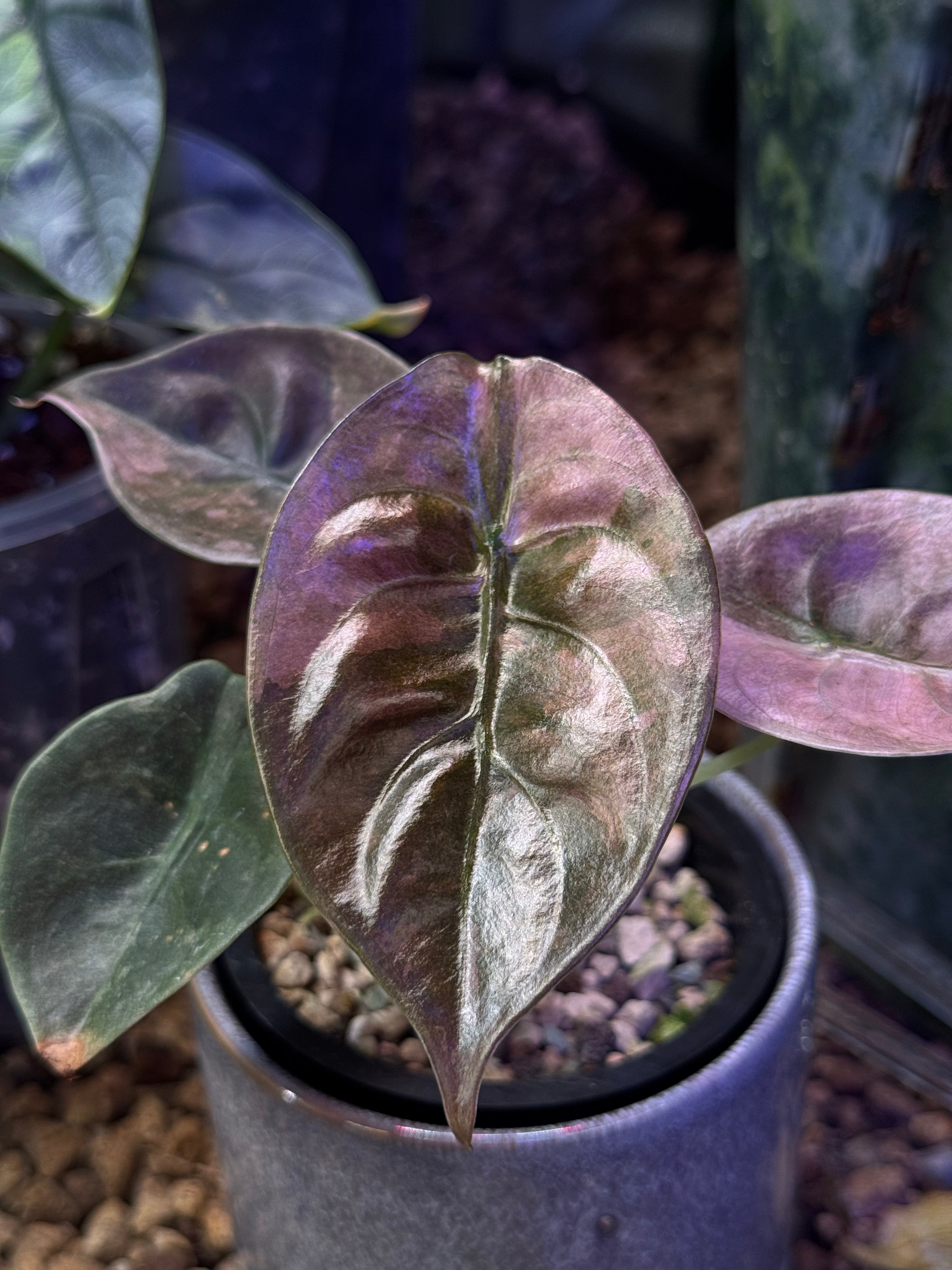 NFS: Alocasia Cuprea Variegata - SMUKHI