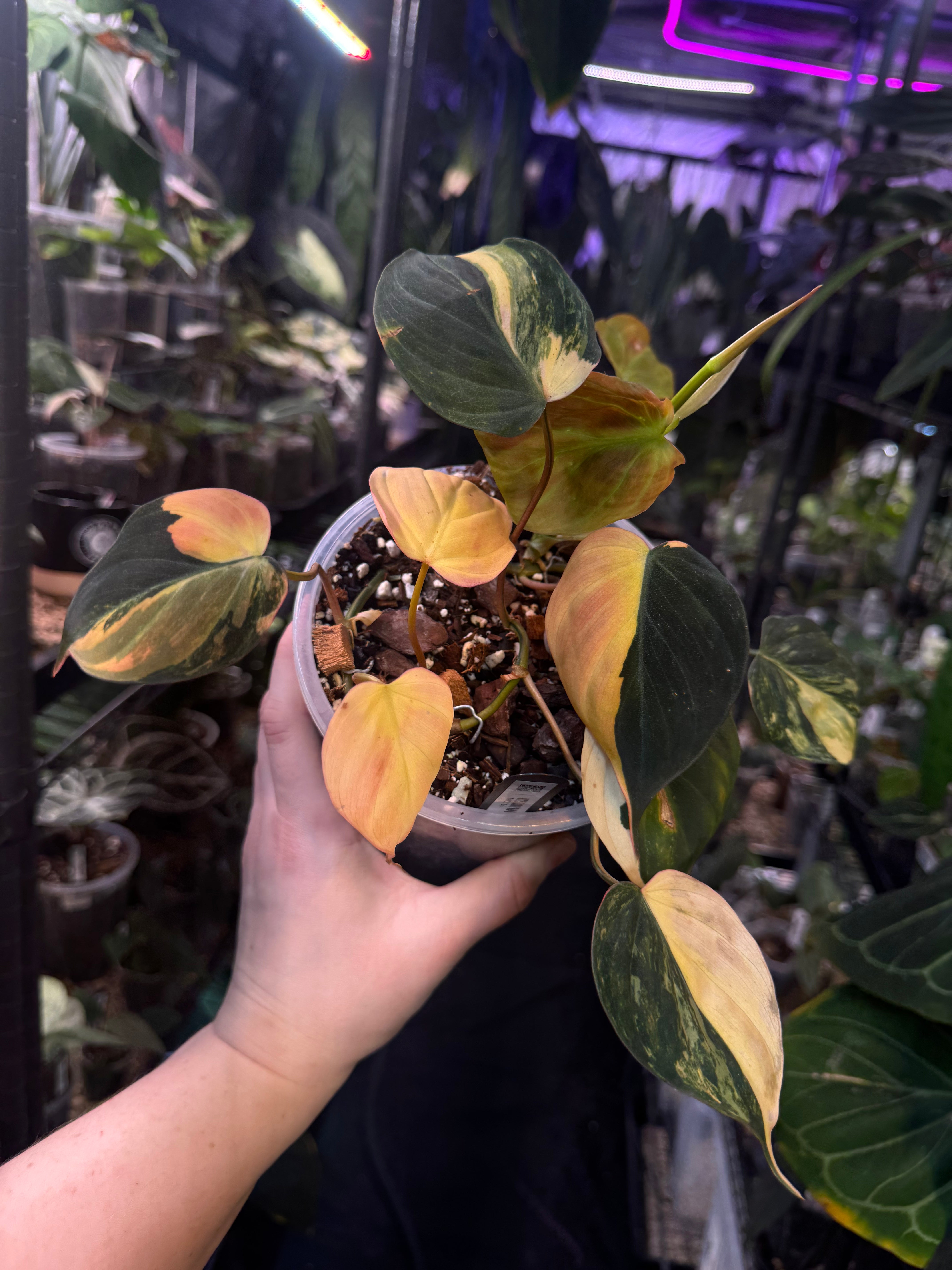 NFS: Anthurium Micans variegata (aurea) - SMUKHI