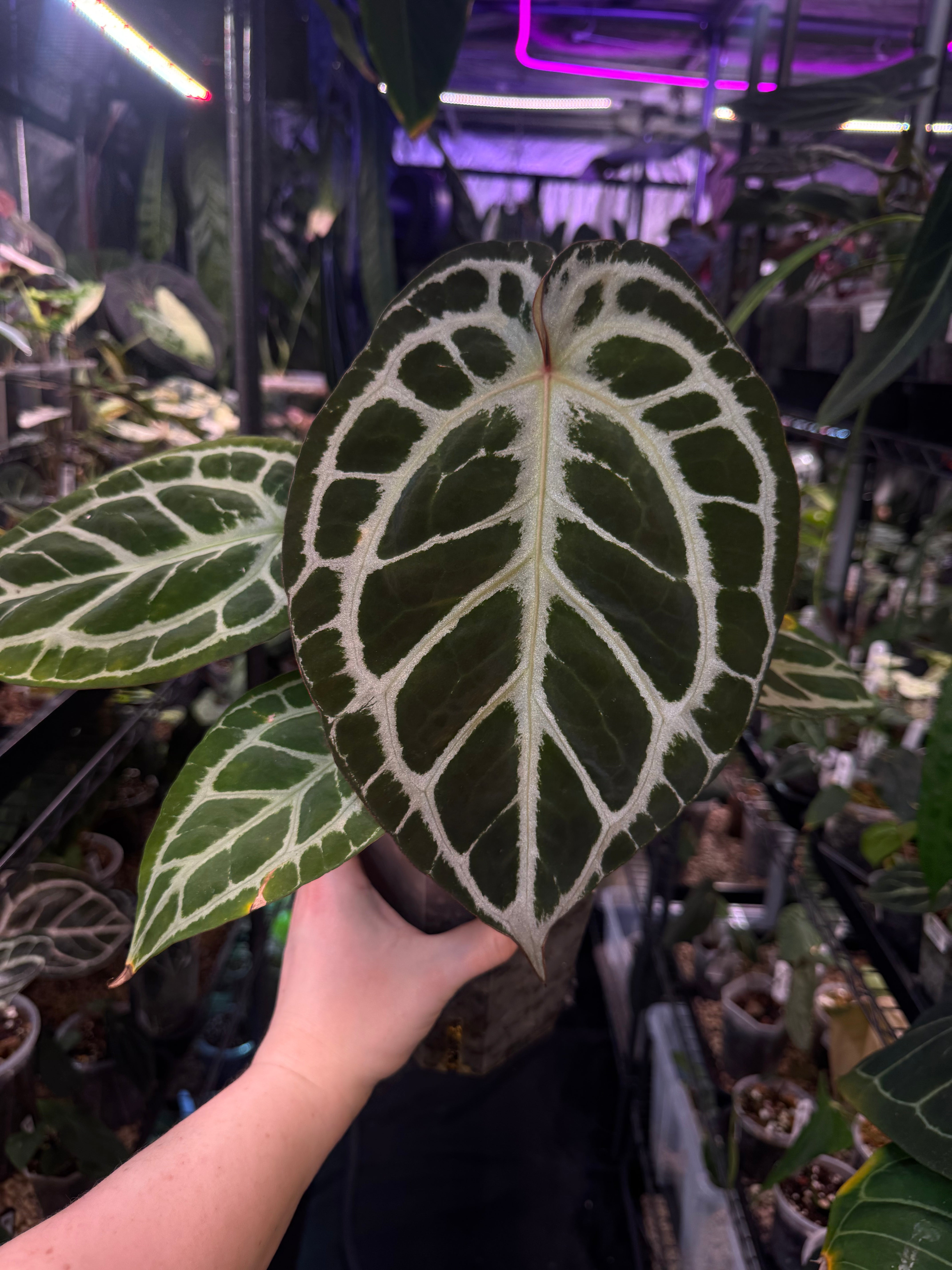NFS: Anthurium HU x Red Crystallinum - SMUKHI