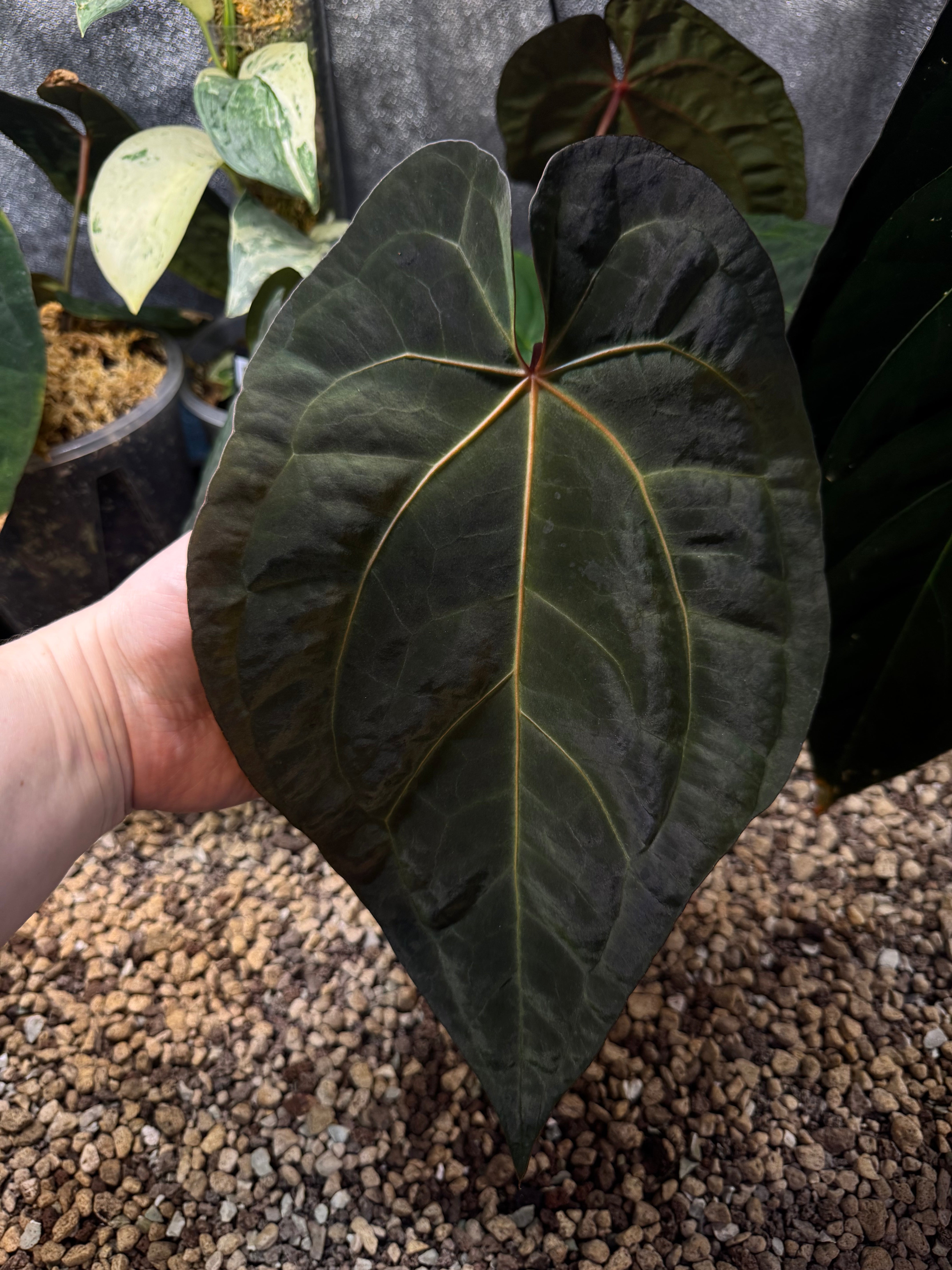 NFS: Anthurium Subsignatum x Red Vein Dark Phoenix - SMUKHI