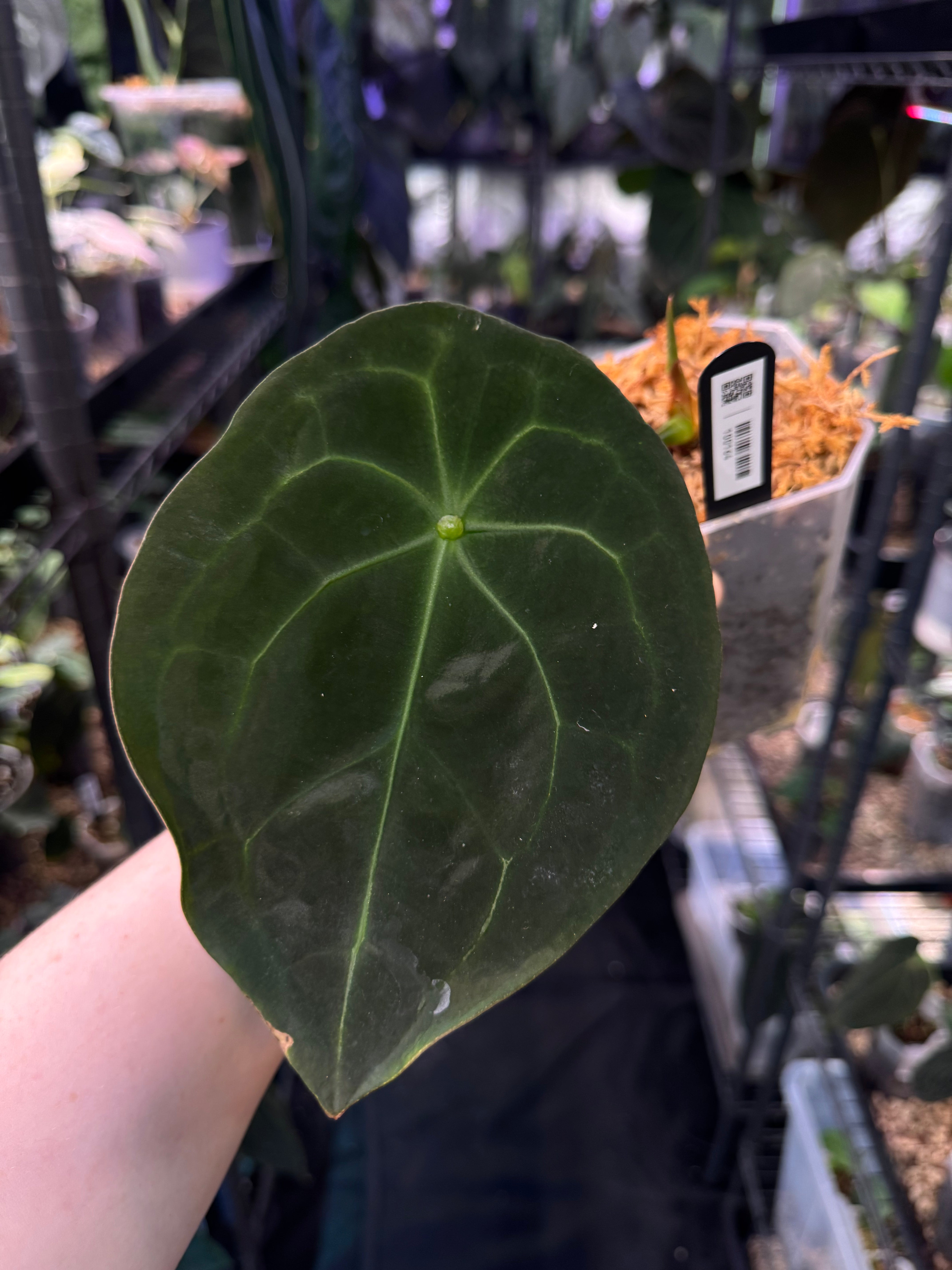 NFS: Anthurium Forgetii Dark Form #3 - SMUKHI