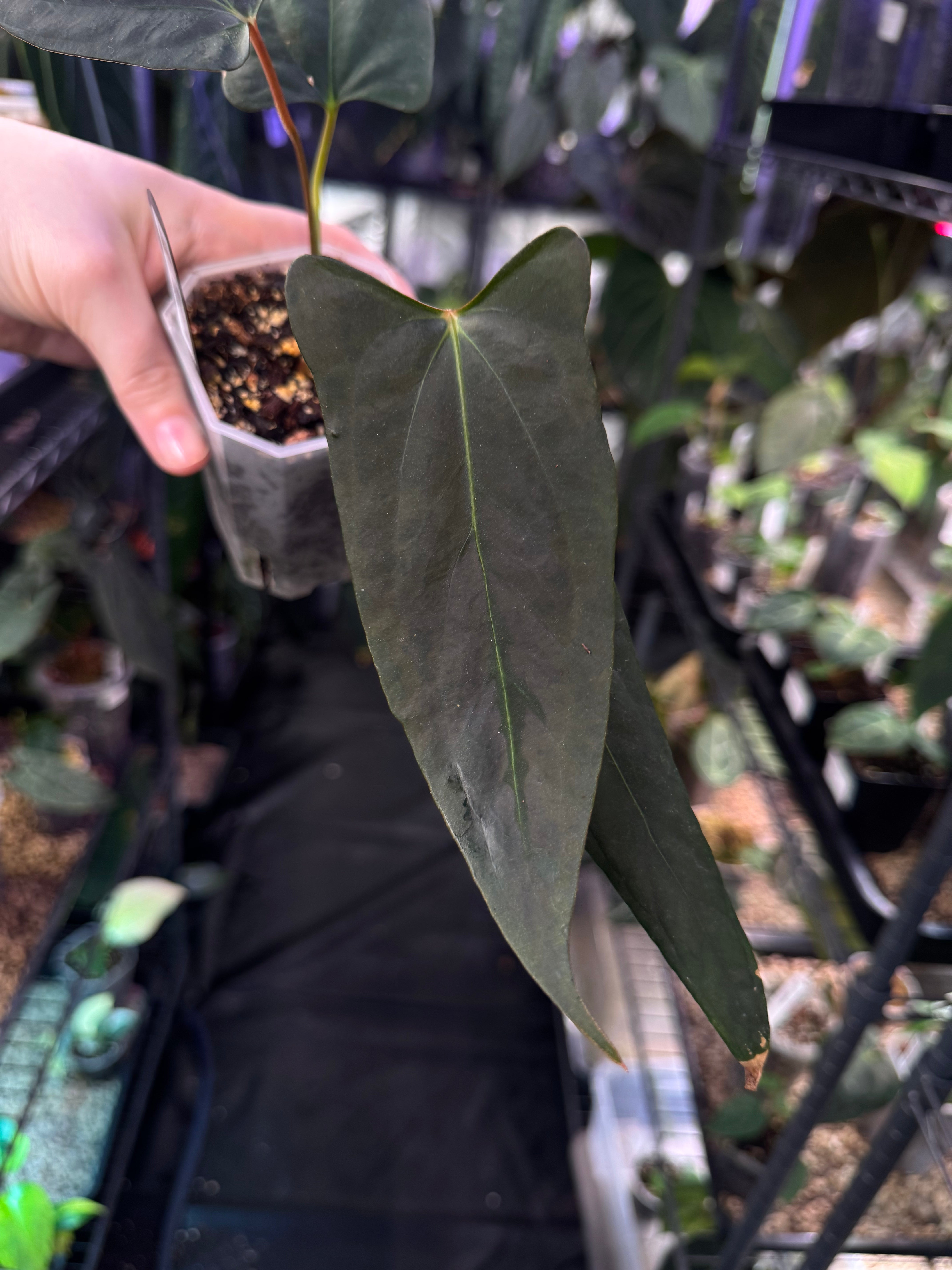 NFS: Anthurium Fort Sherman x Indo Portillae - SMUKHI