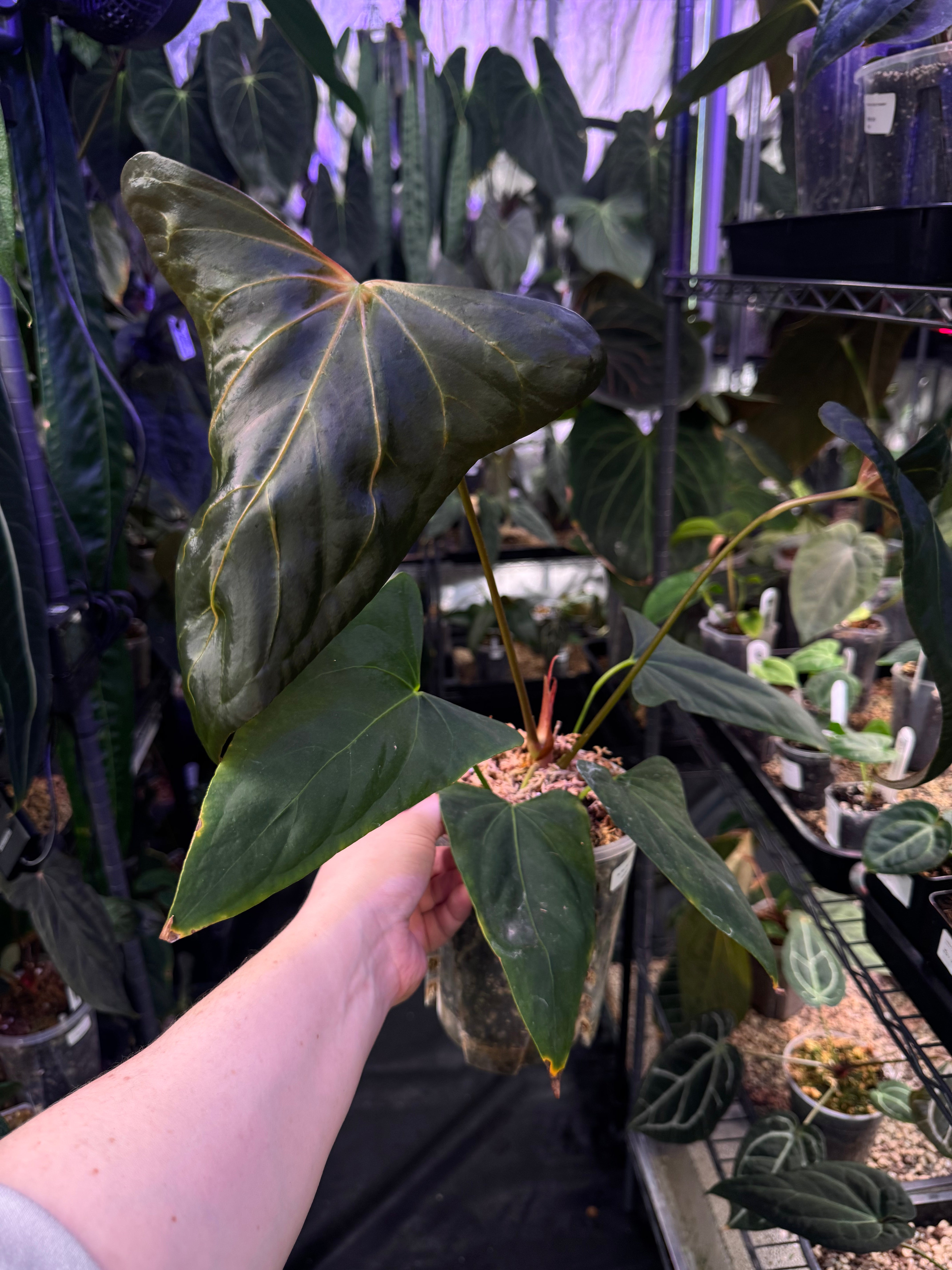 Anthurium Papillilaminum XOne x Indo Portillae - Clone - SMUKHI