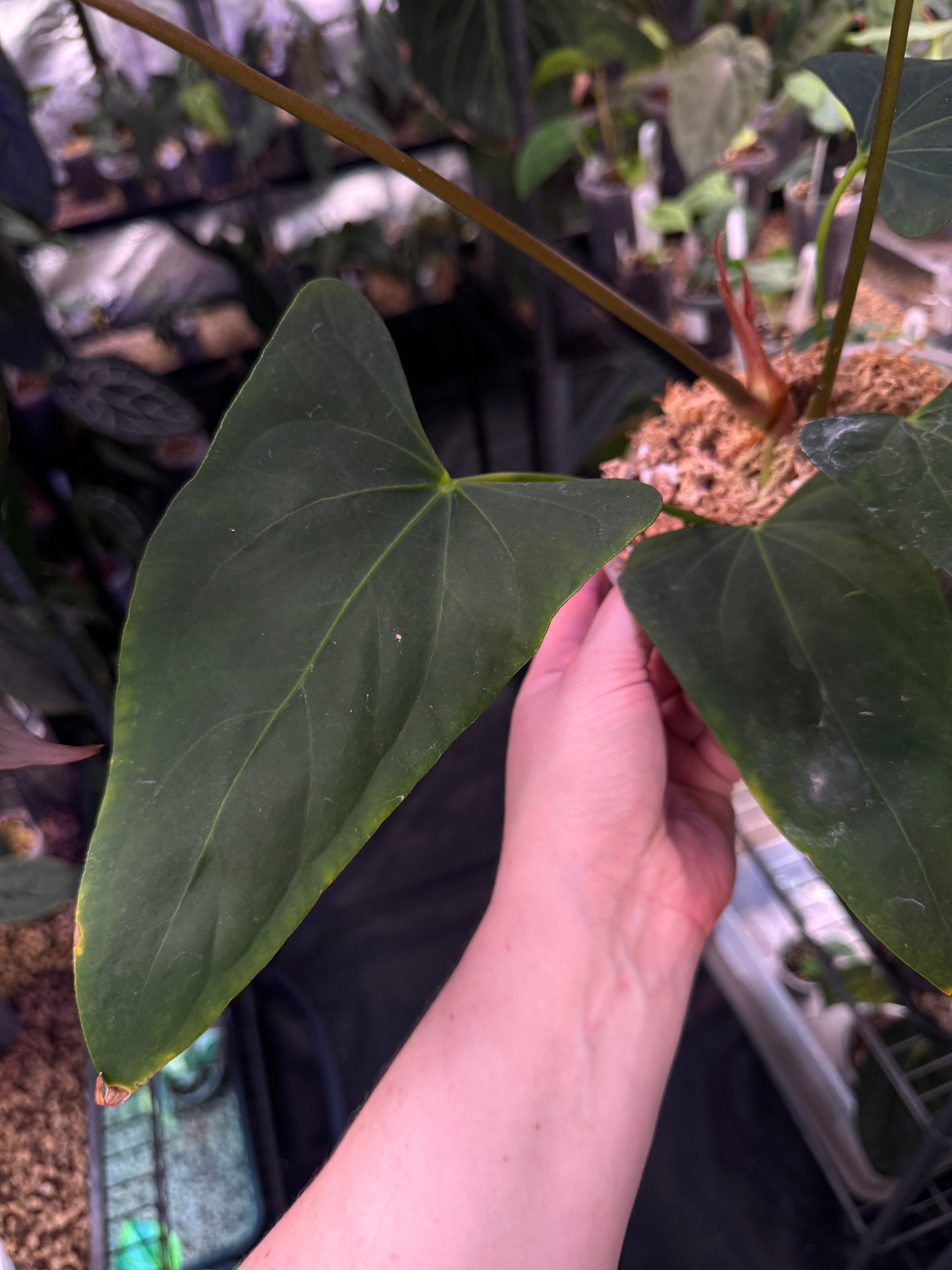 Anthurium Papillilaminum XOne x Indo Portillae - Clone - SMUKHI