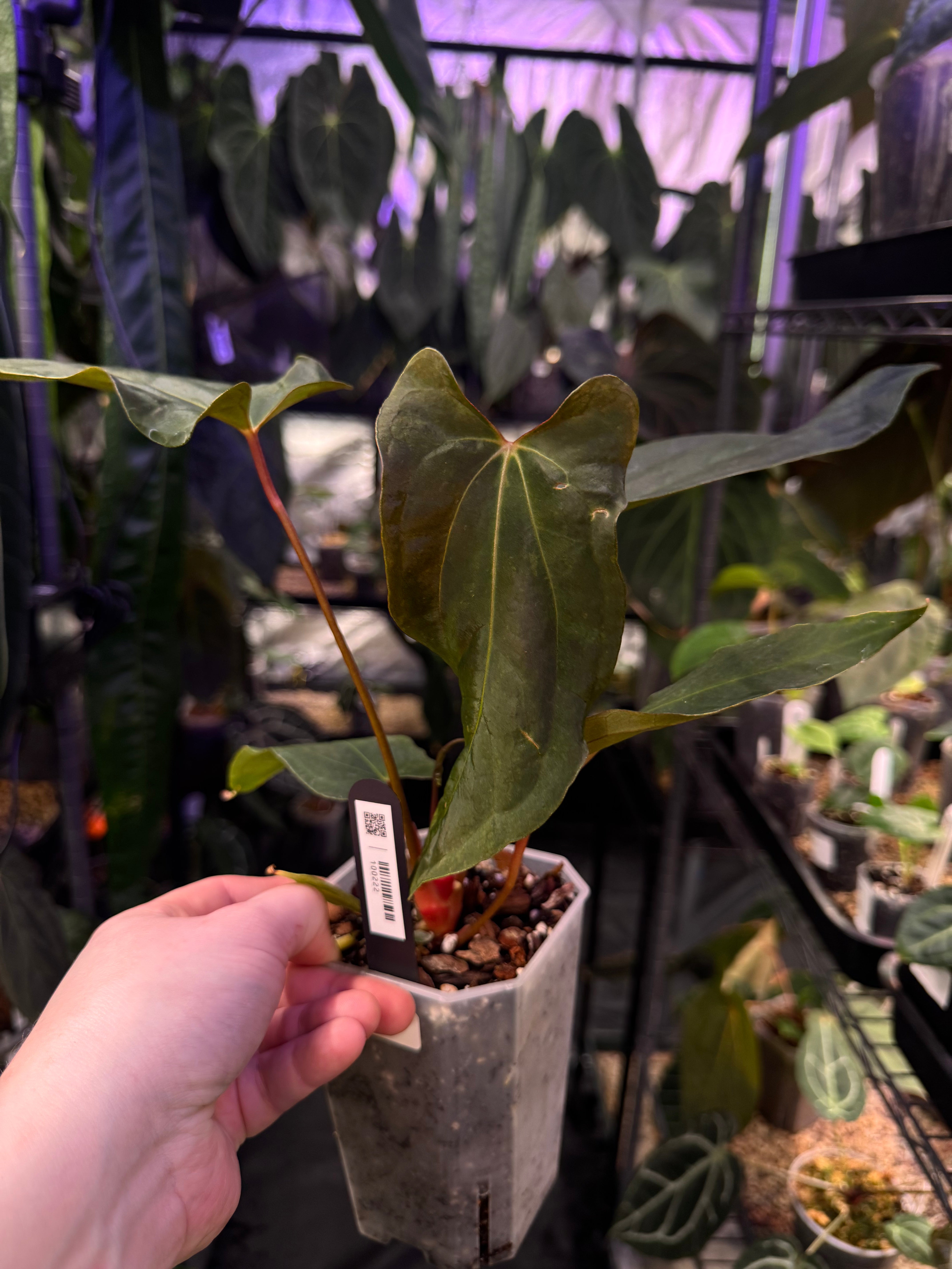 NFS: Anthurium Ralph Lynam x Fort Sherman - SMUKHI