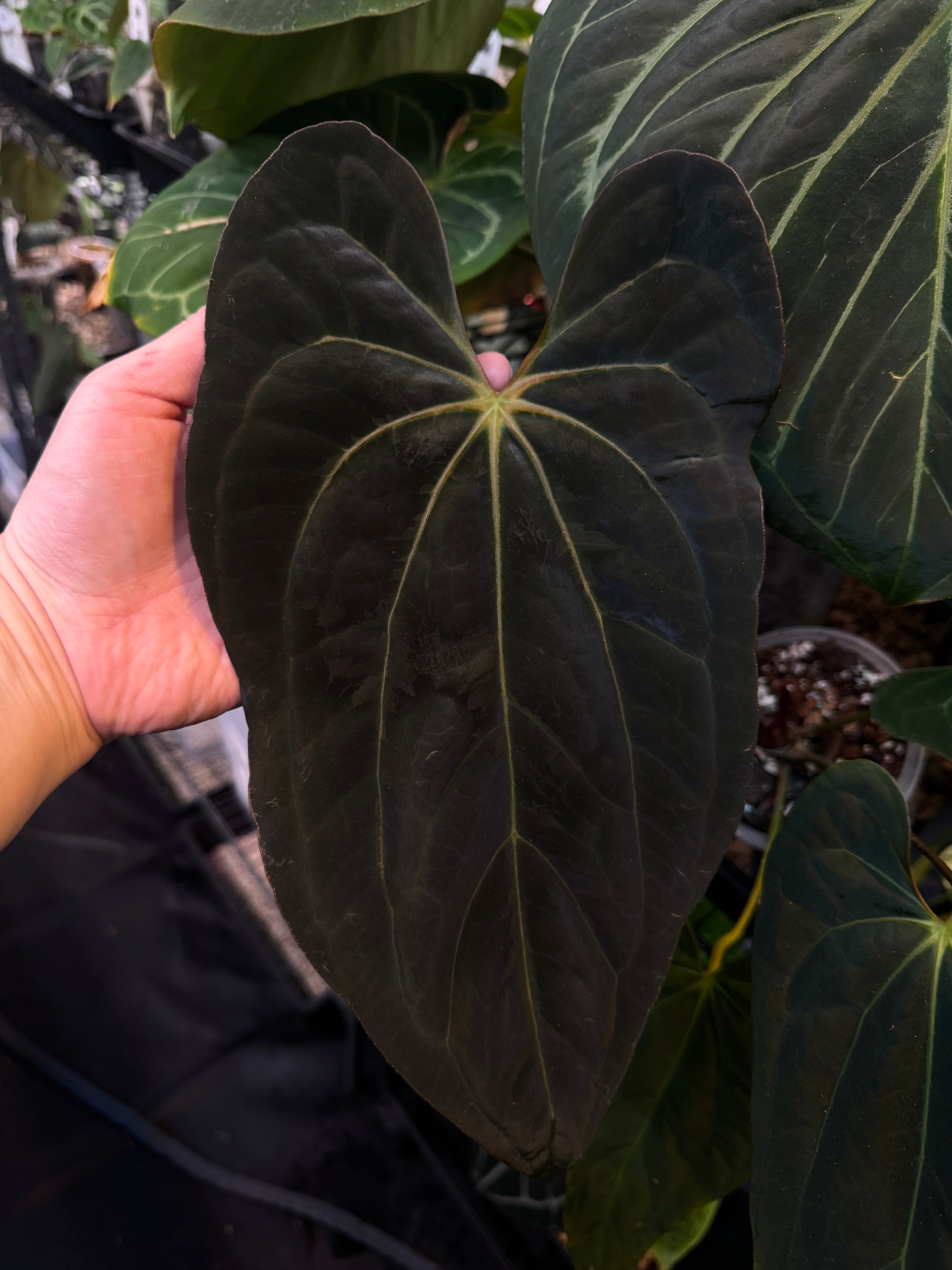 NFS: Anthurium Papillilaminum XOne - SMUKHI
