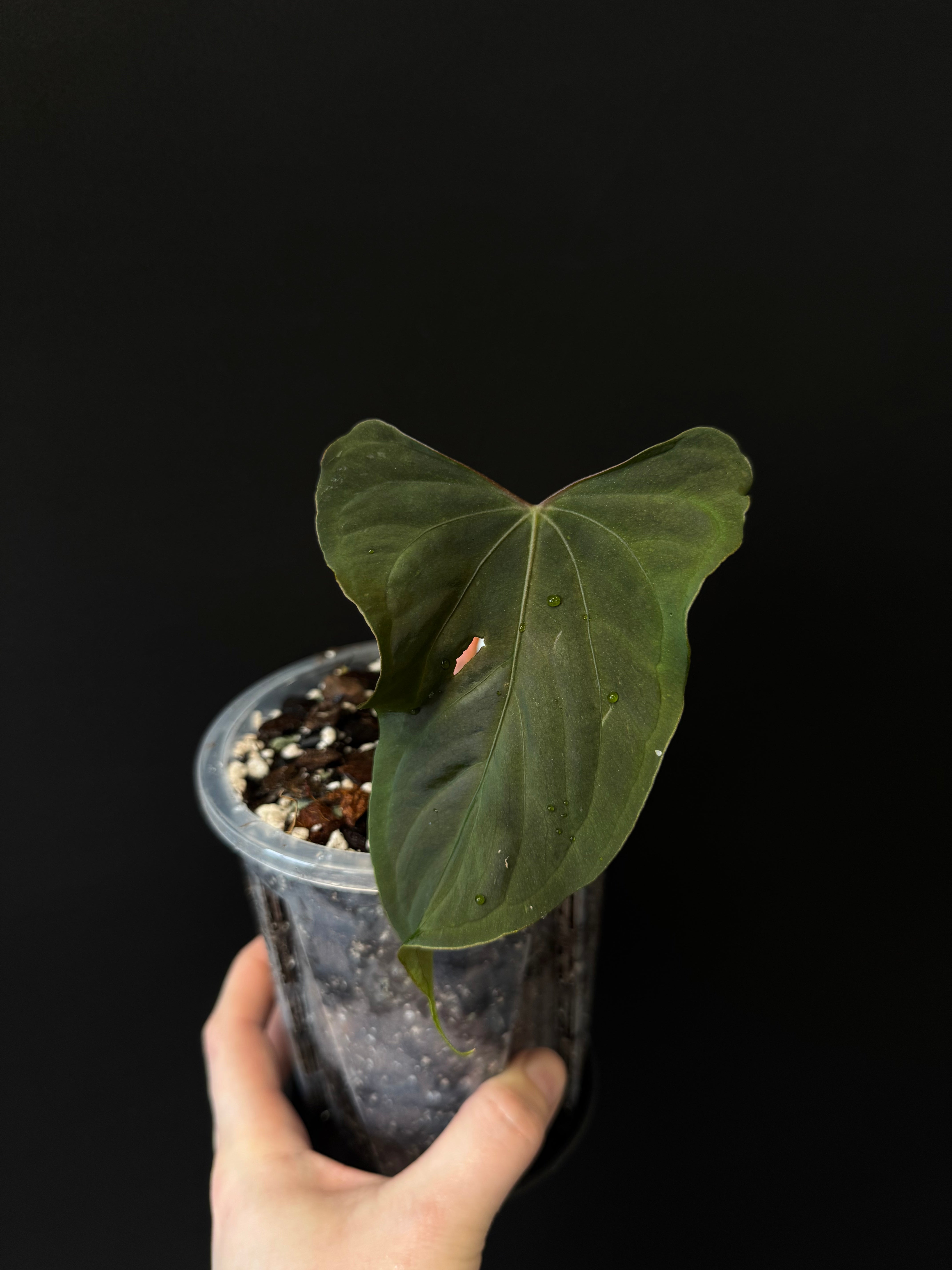NFS: Anthurium Ralph Lynam x self - SMUKHI