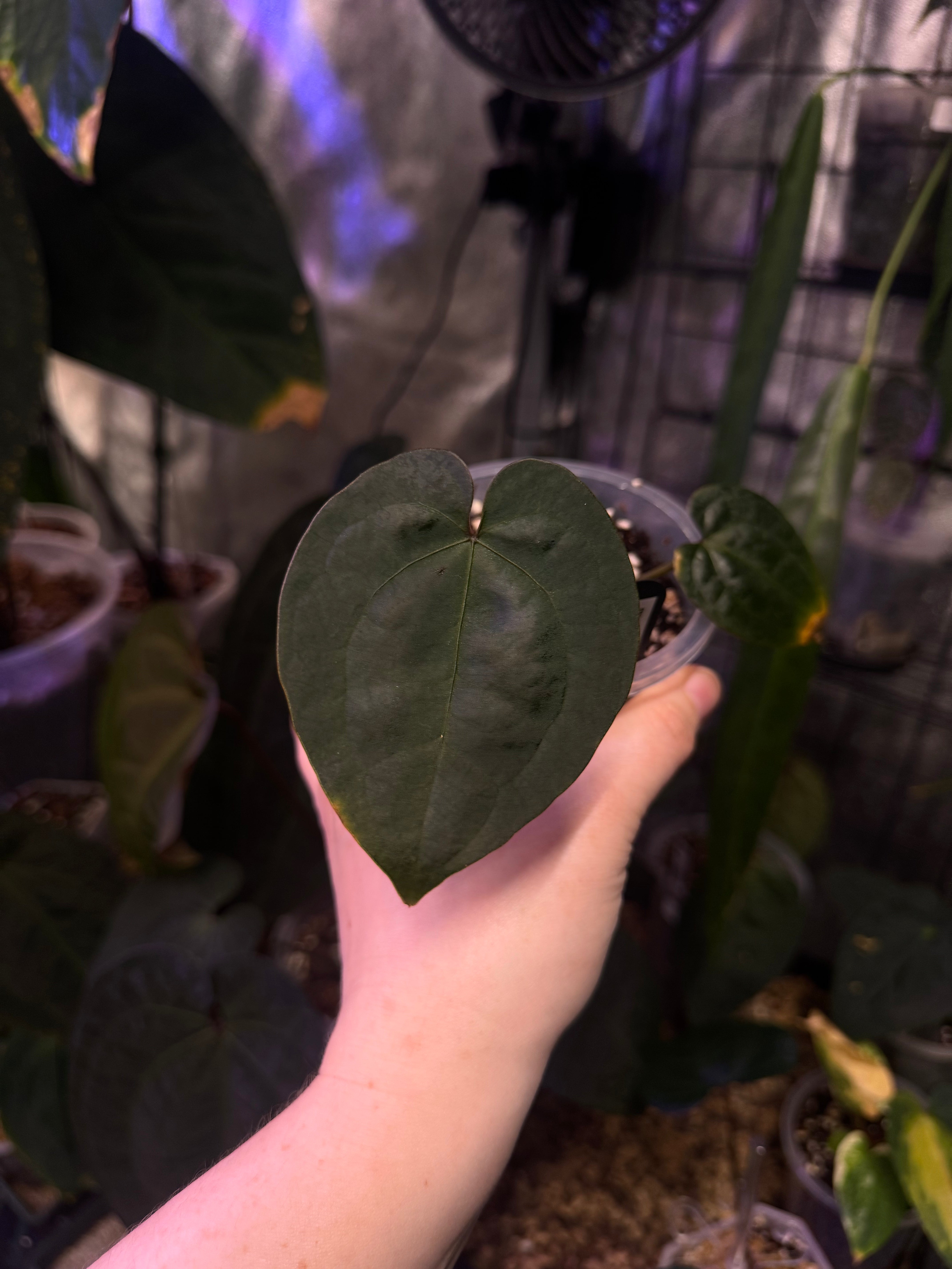 NFS: Anthurium Ace of Spades F1 (SKG) #3 - SMUKHI