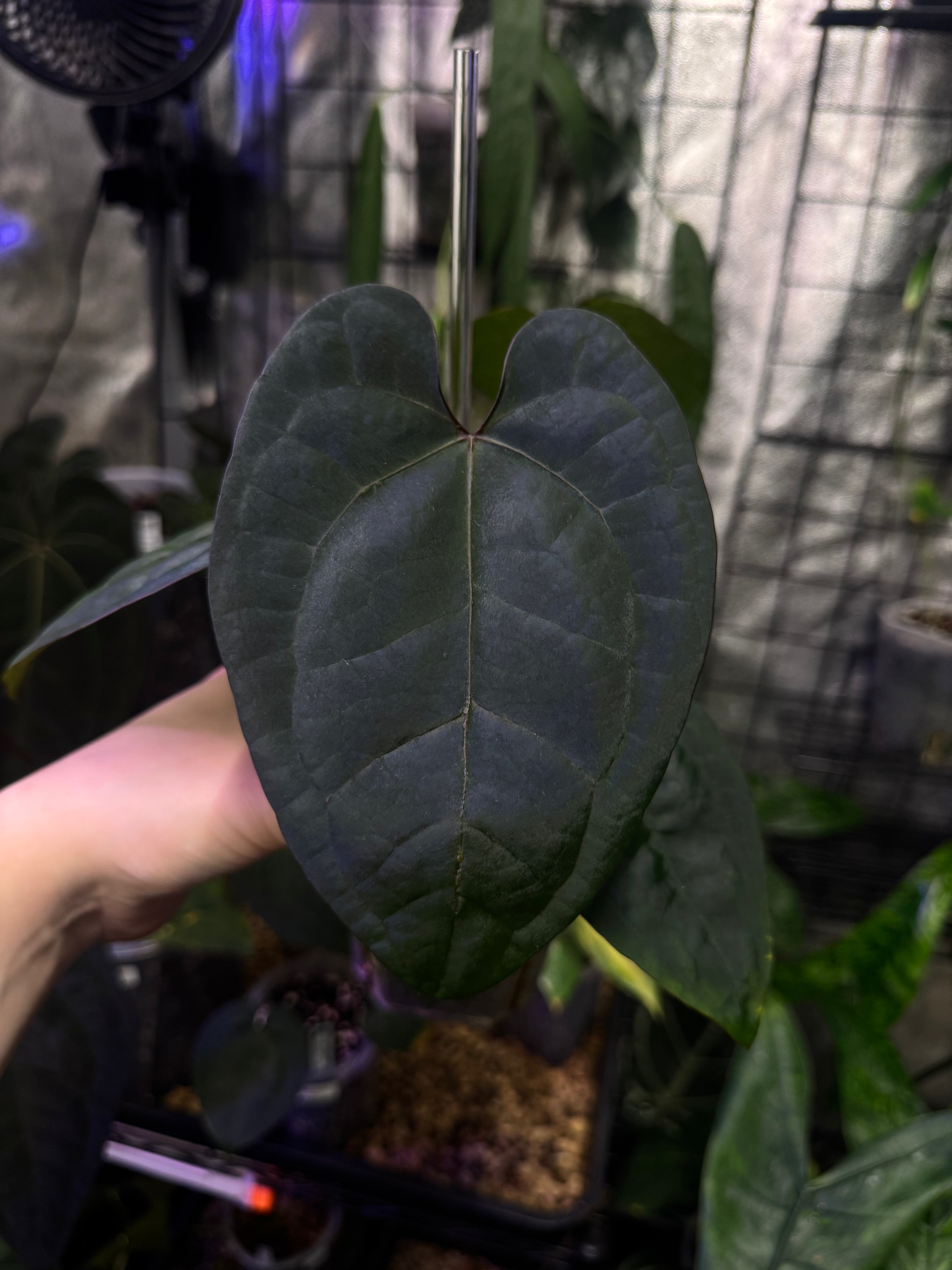 NFS: Anthurium Ace of Spades F1 (SKG) #1 - SMUKHI
