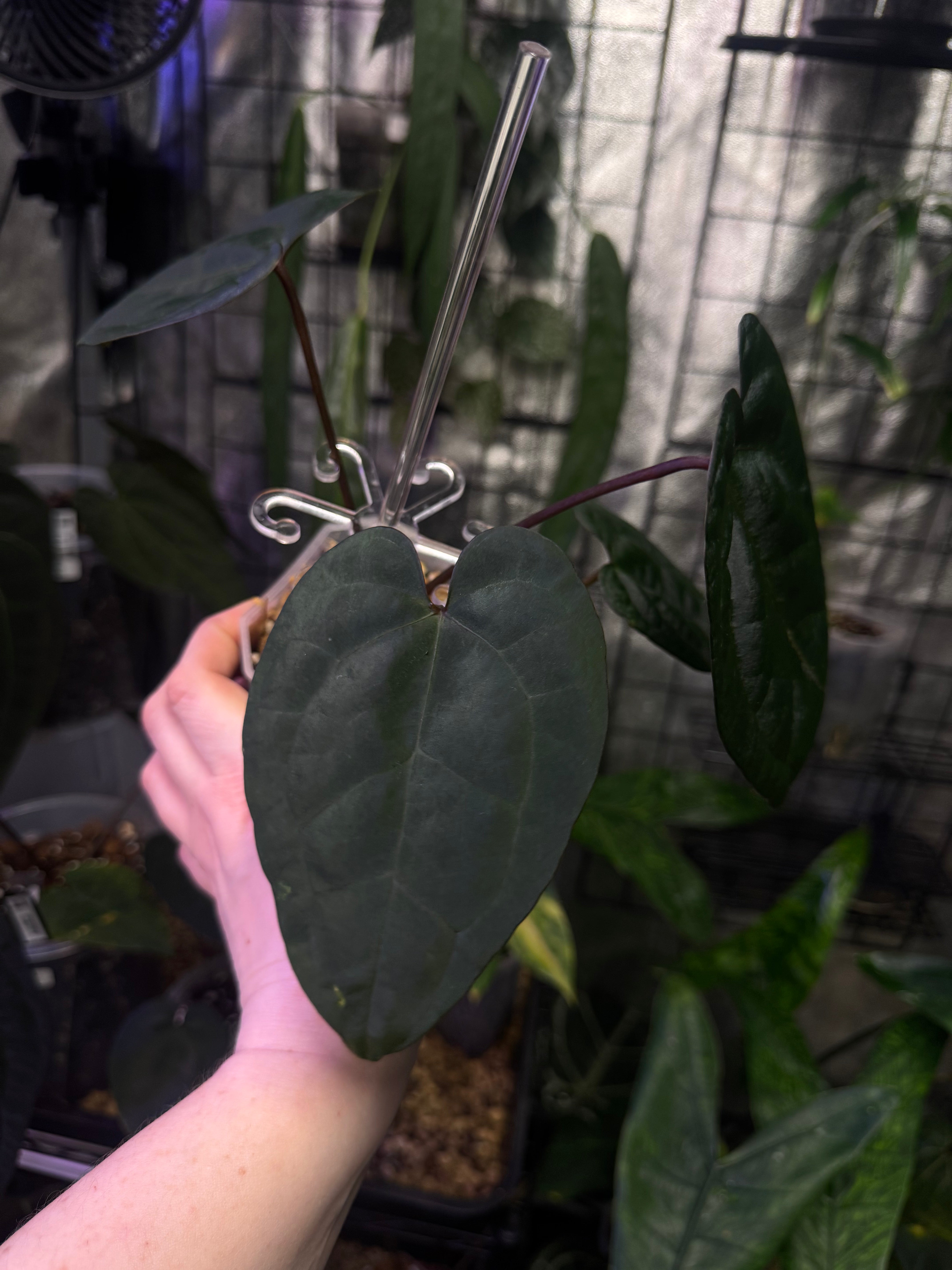 NFS: Anthurium Ace of Spades F1 (SKG) #1 - SMUKHI