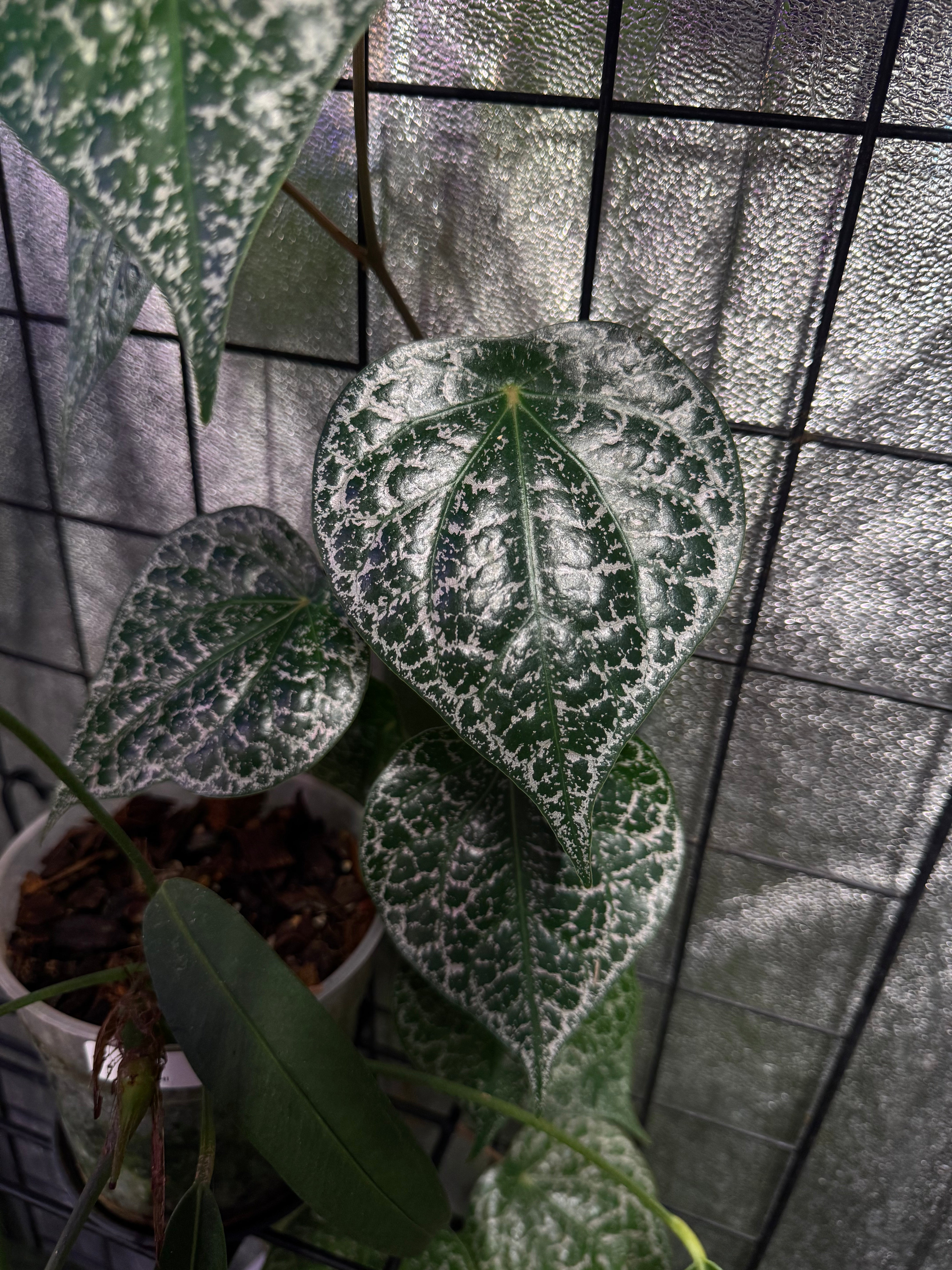Piper Crocatum - SMUKHI