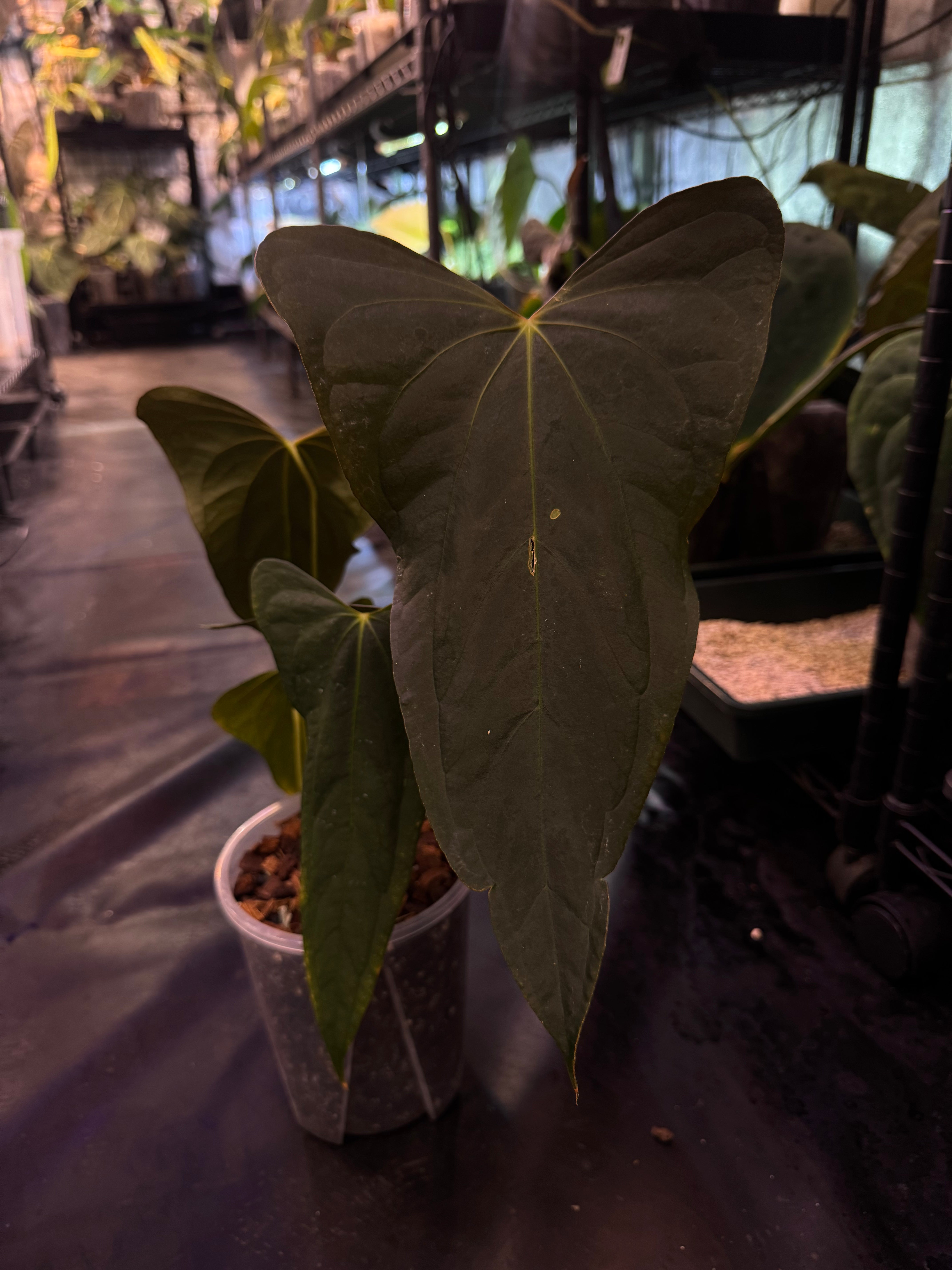 NFS: Anthurium Papillilaminum XOne x Indo Portillae #3 - SMUKHI