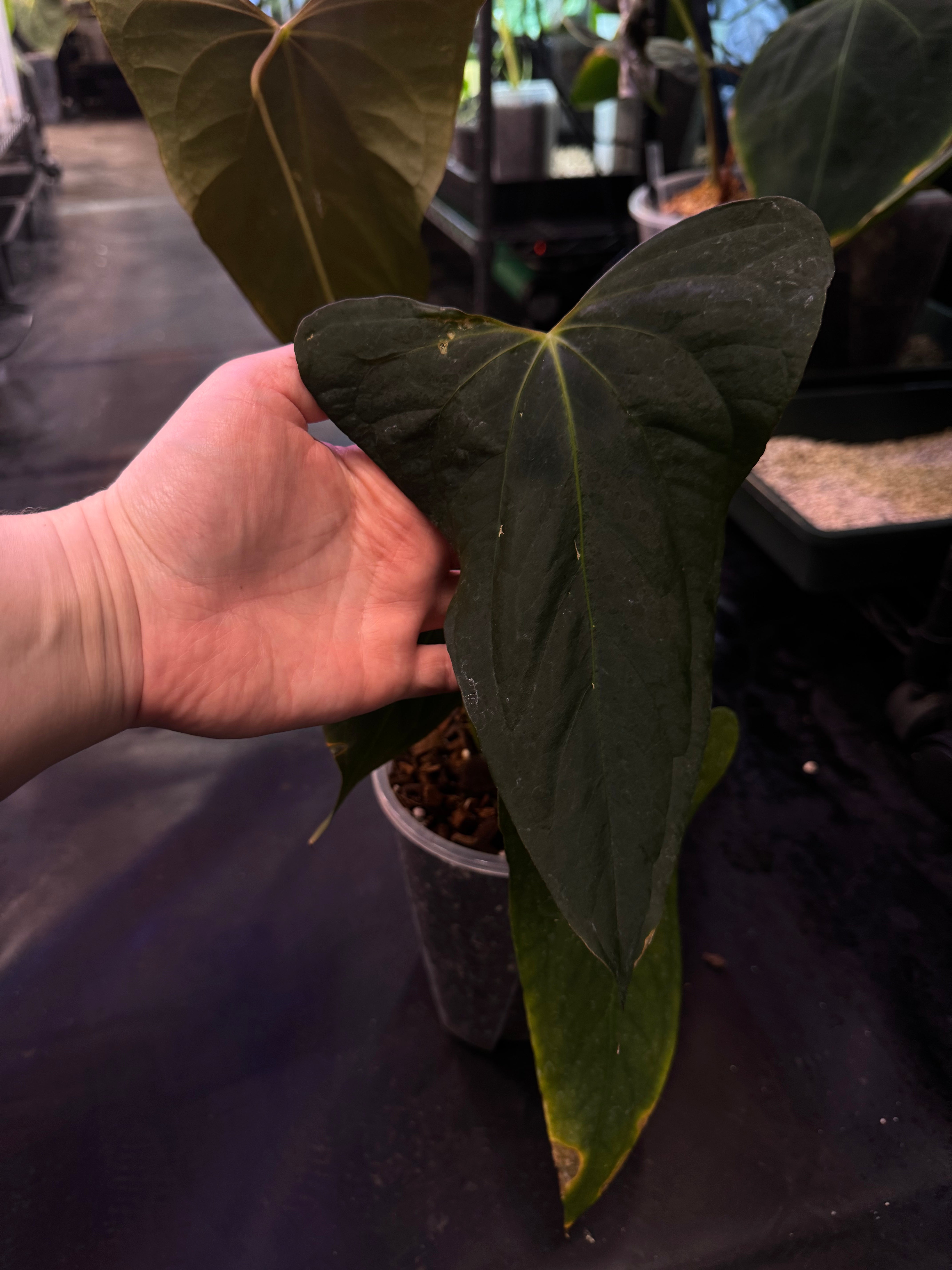 NFS: Anthurium Papillilaminum XOne x Indo Portillae #3 - SMUKHI