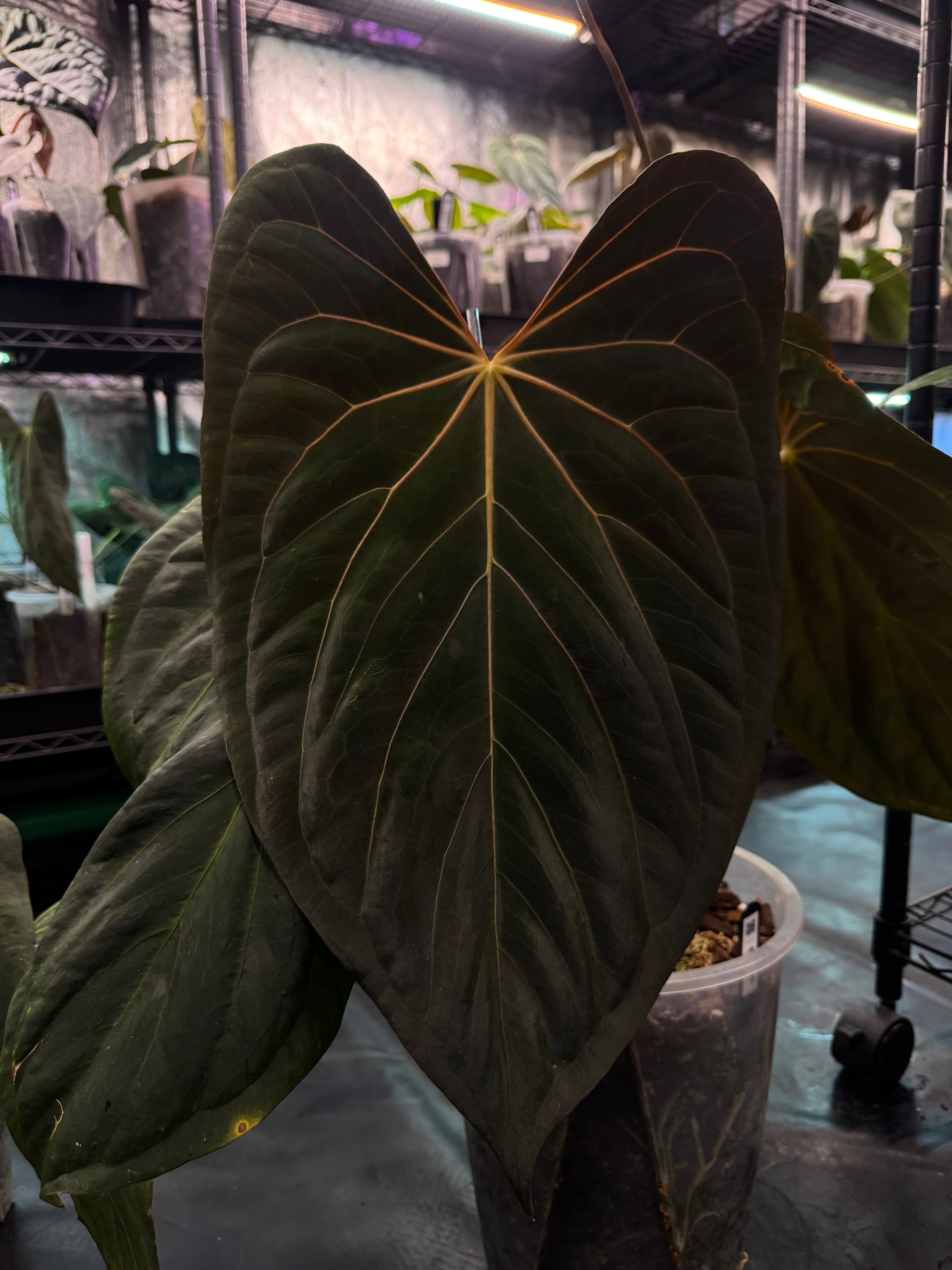 NFS: Anthurium Fort Sherman x self - SMUKHI