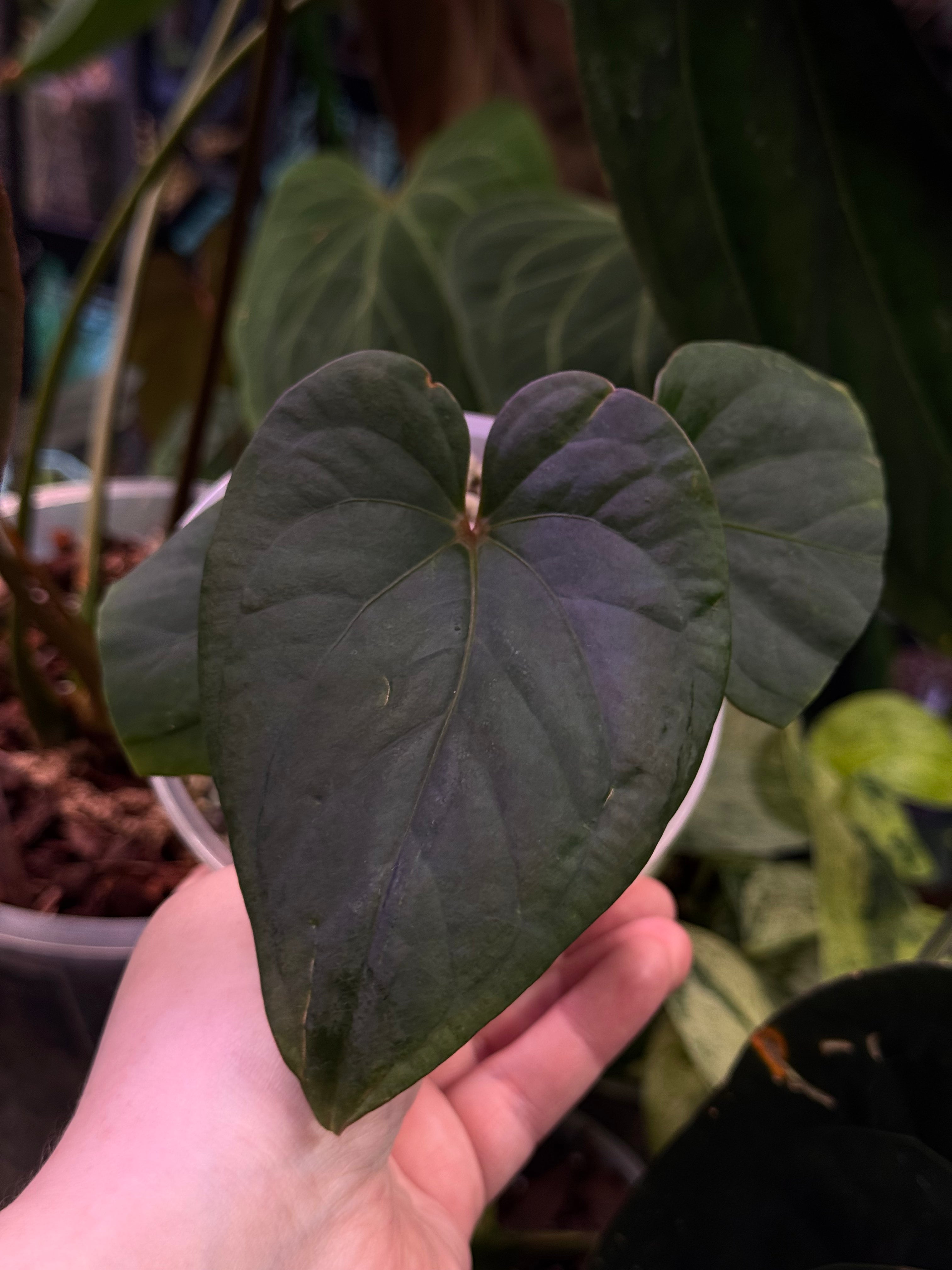 NFS: Anthurium Kunayalense PM5 x RA5 - SMUKHI