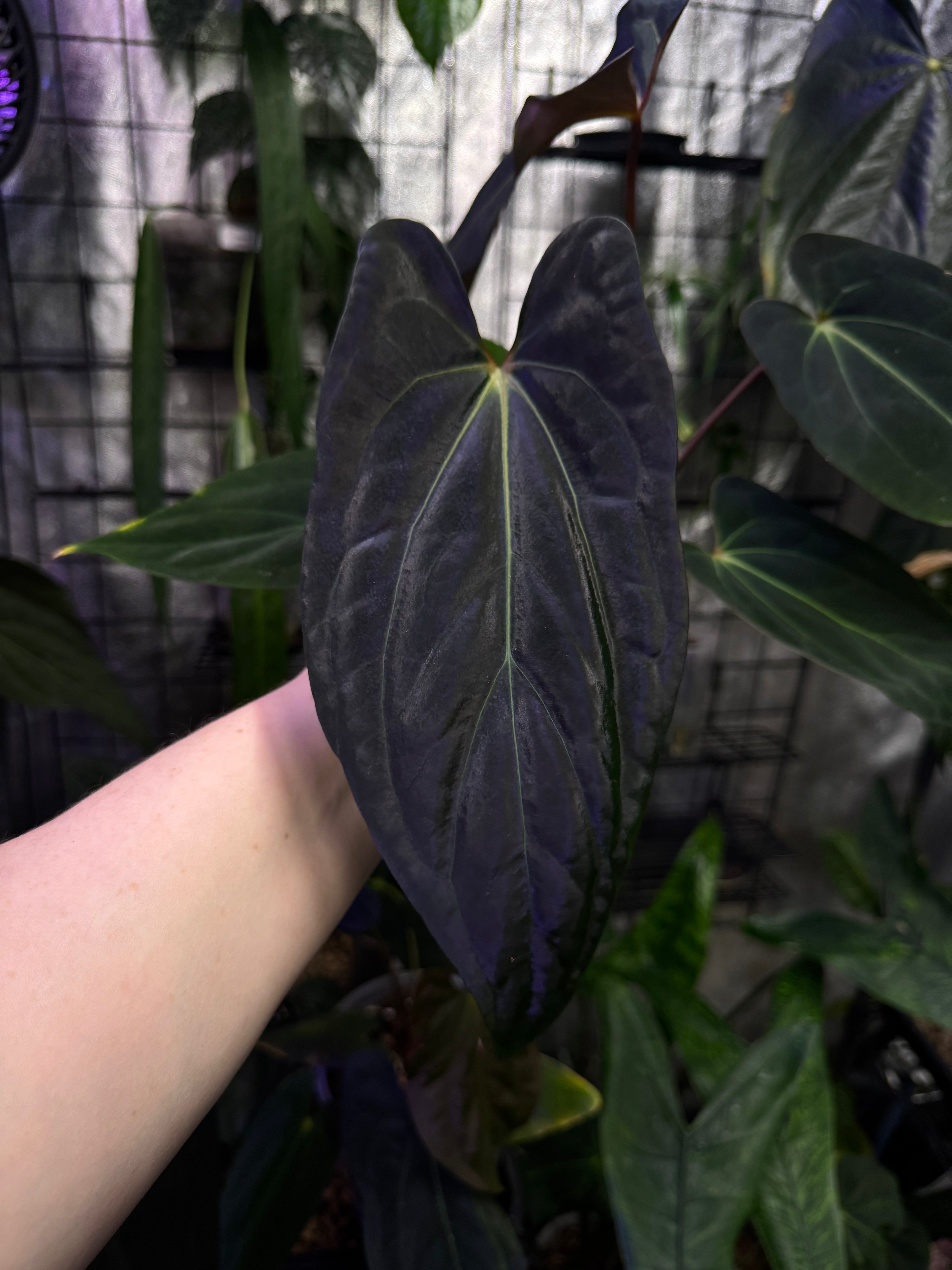 Anthurium Ree Gardens Papillilaminum x Ace of Spades - Clone - SMUKHI