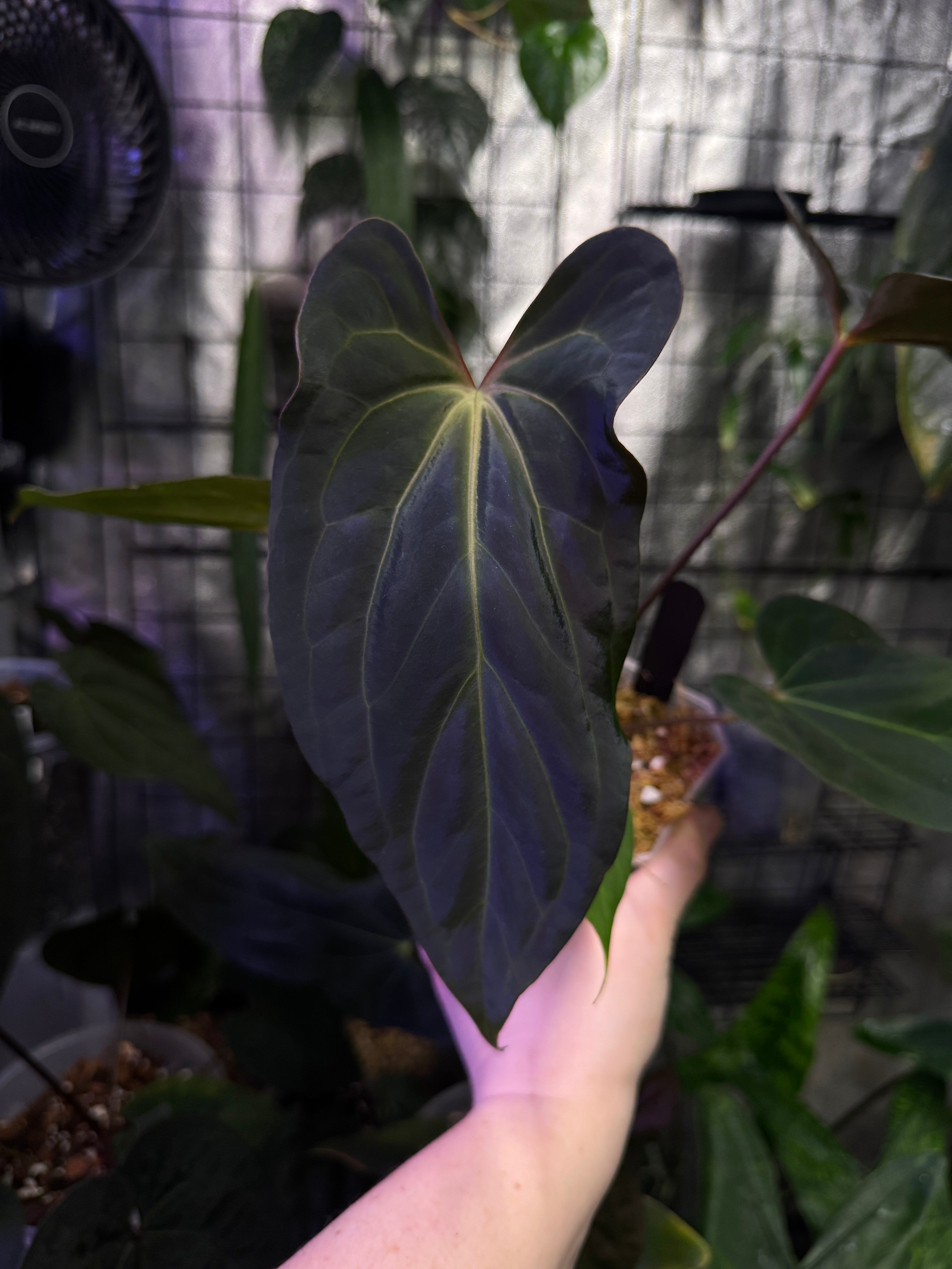 Anthurium Ree Gardens Papillilaminum x Ace of Spades - Clone - SMUKHI