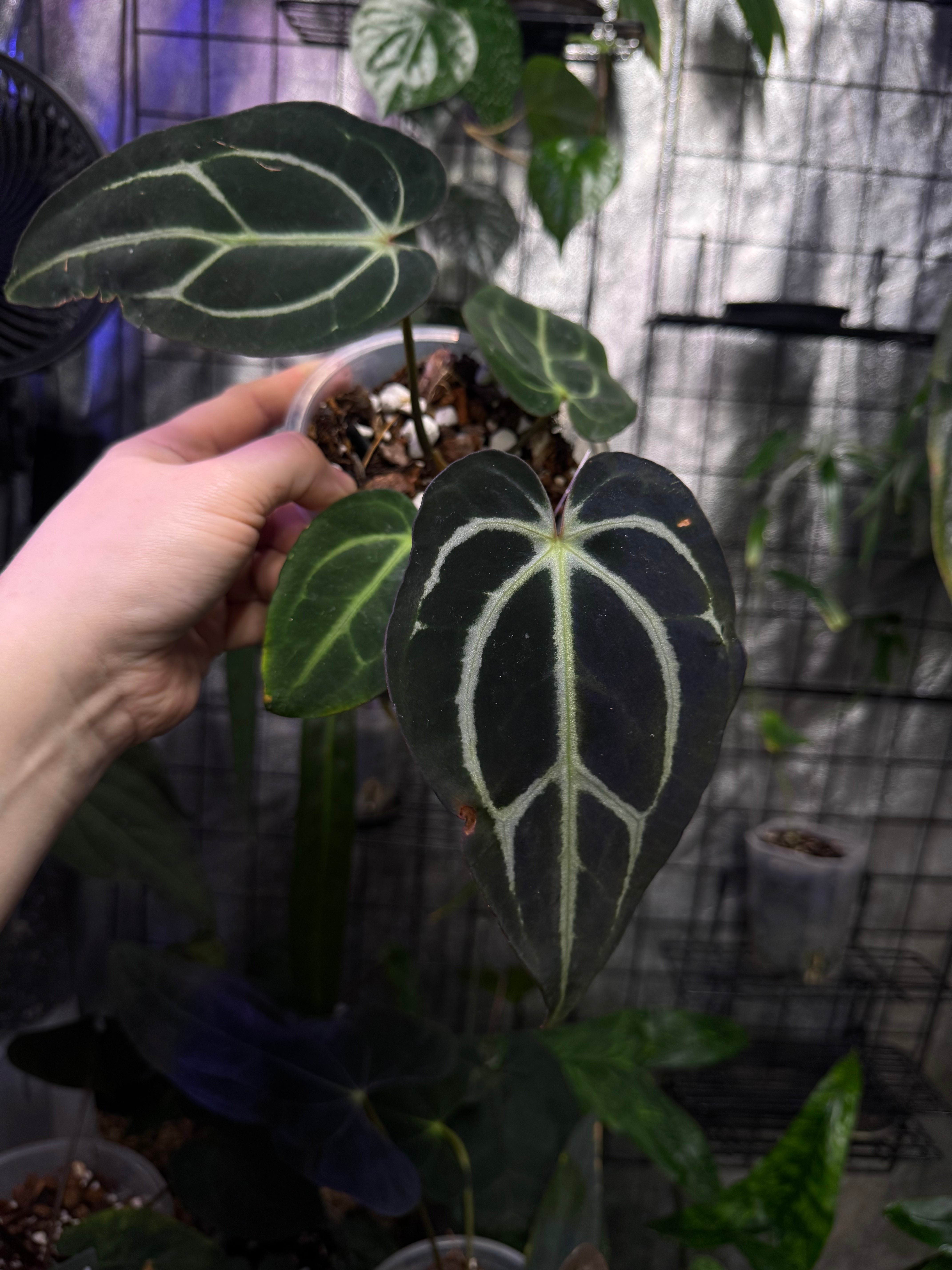 NFS: Anthurium Carlablackiae WU2 x self #1 - SMUKHI