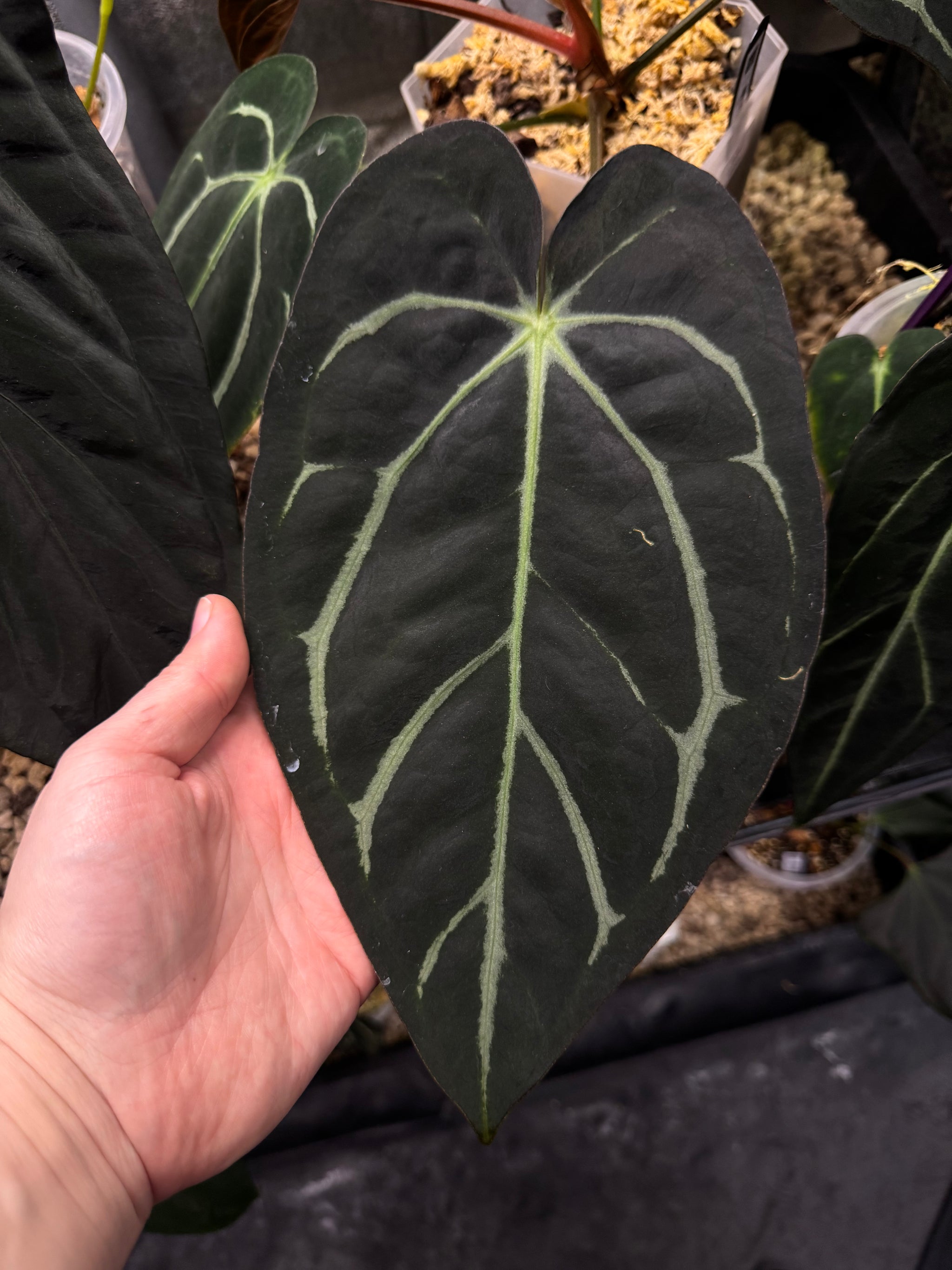 Anthurium carlablackiae(AUI)×Scarlet NFS: Anthurium Carlablackiae NSE - Rare Finds for Refined