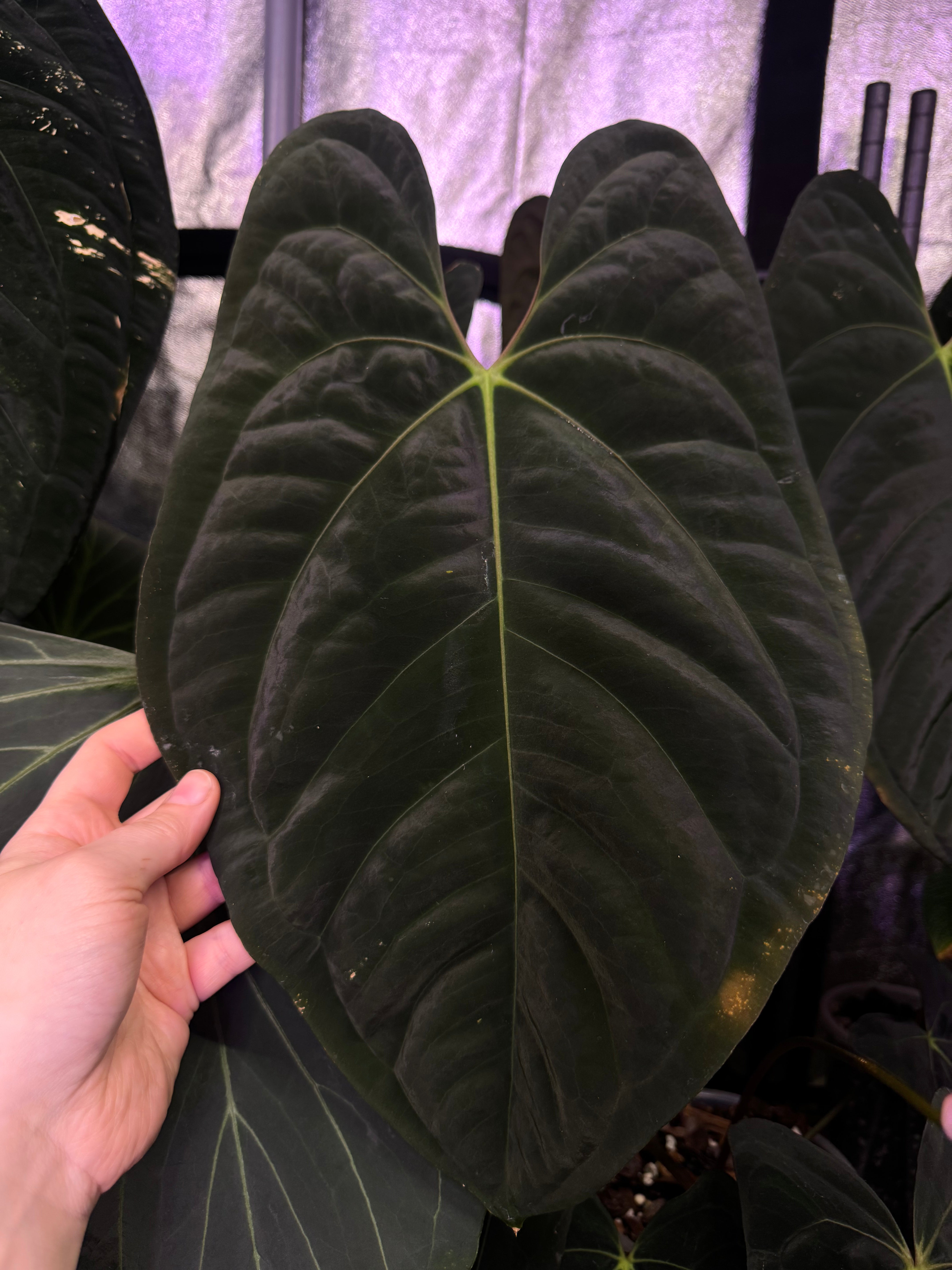 Anthurium (Dark Phoenix x Goliath) x (sp. Napo x Luxurians) - Seeds - SMUKHI
