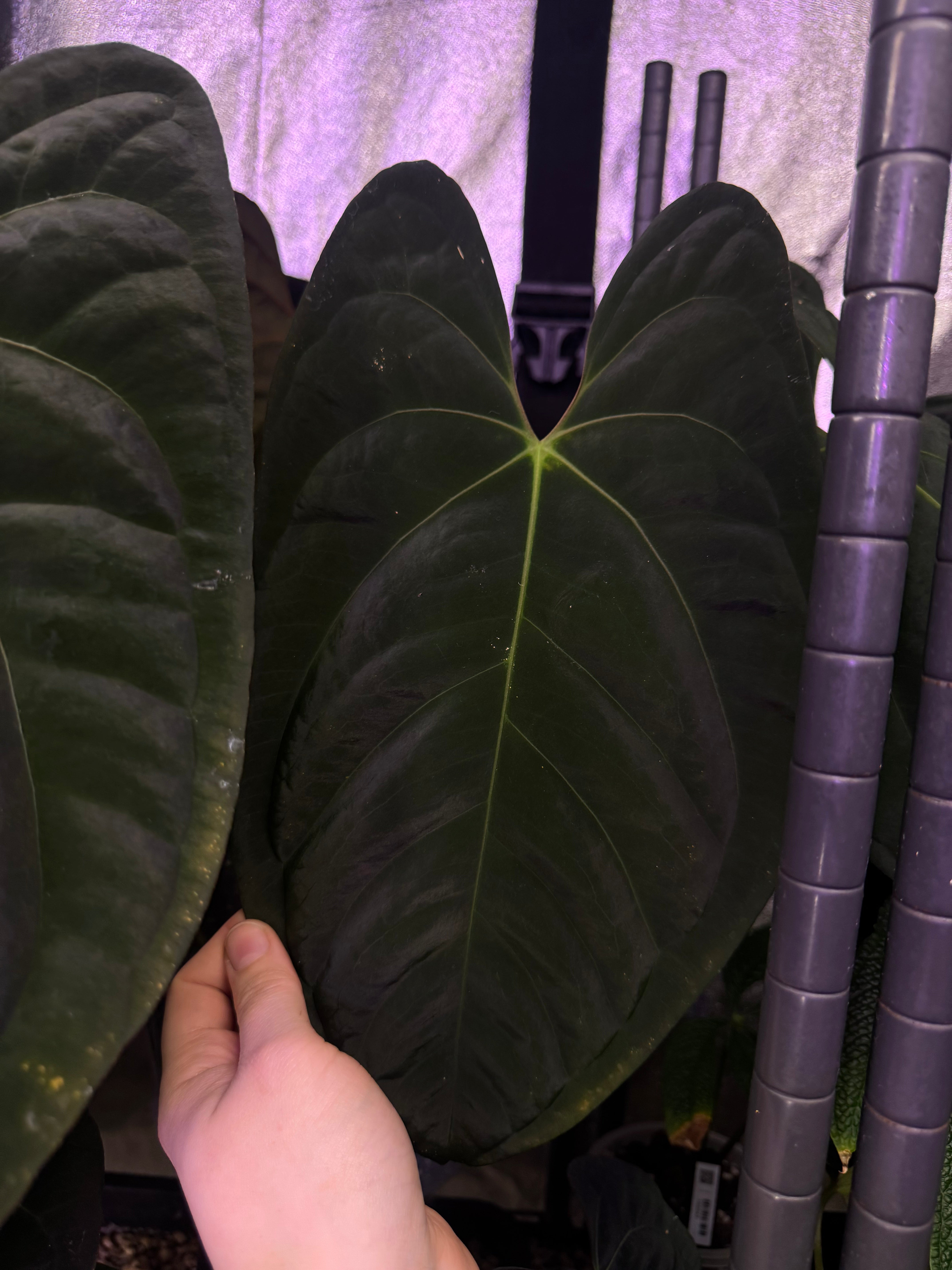 Anthurium (Dark Phoenix x Goliath) x (sp. Napo x Luxurians) - Seeds - SMUKHI