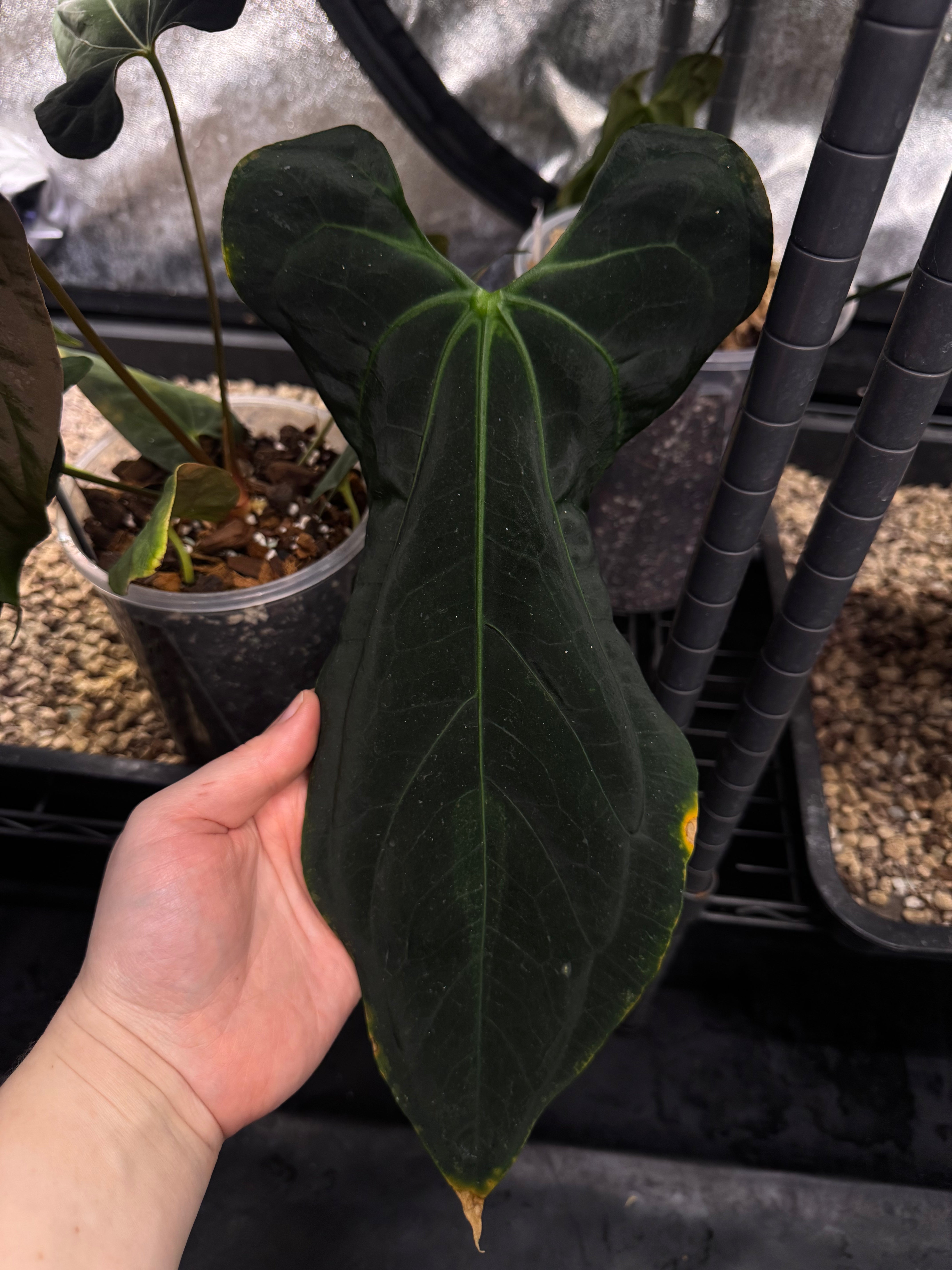 Anthurium Blue Papillilaminum x Fort Sherman - Cutting - SMUKHI