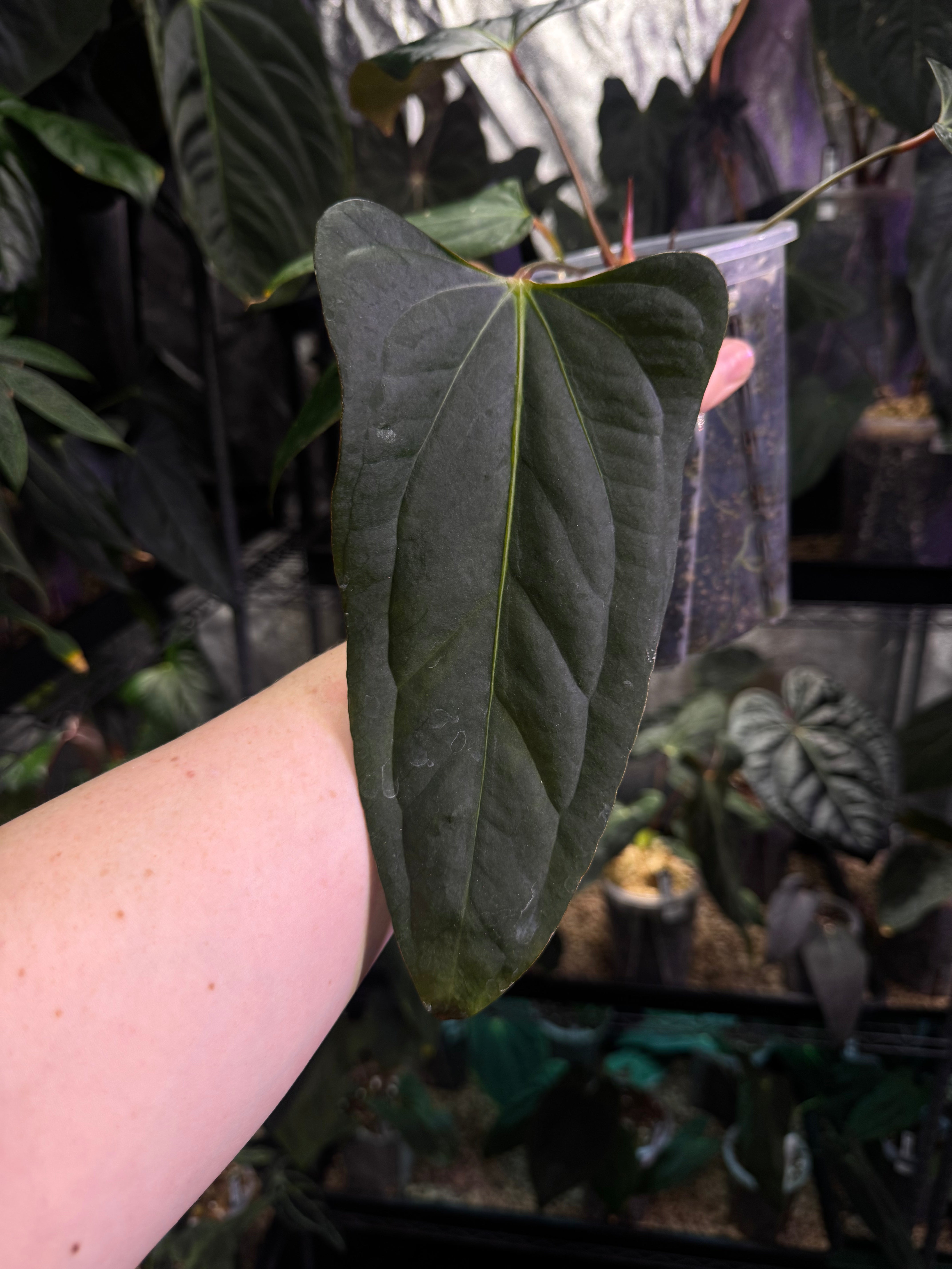 Anthurium Indo Portillae XDF x Indo Portillae - Clone - SMUKHI