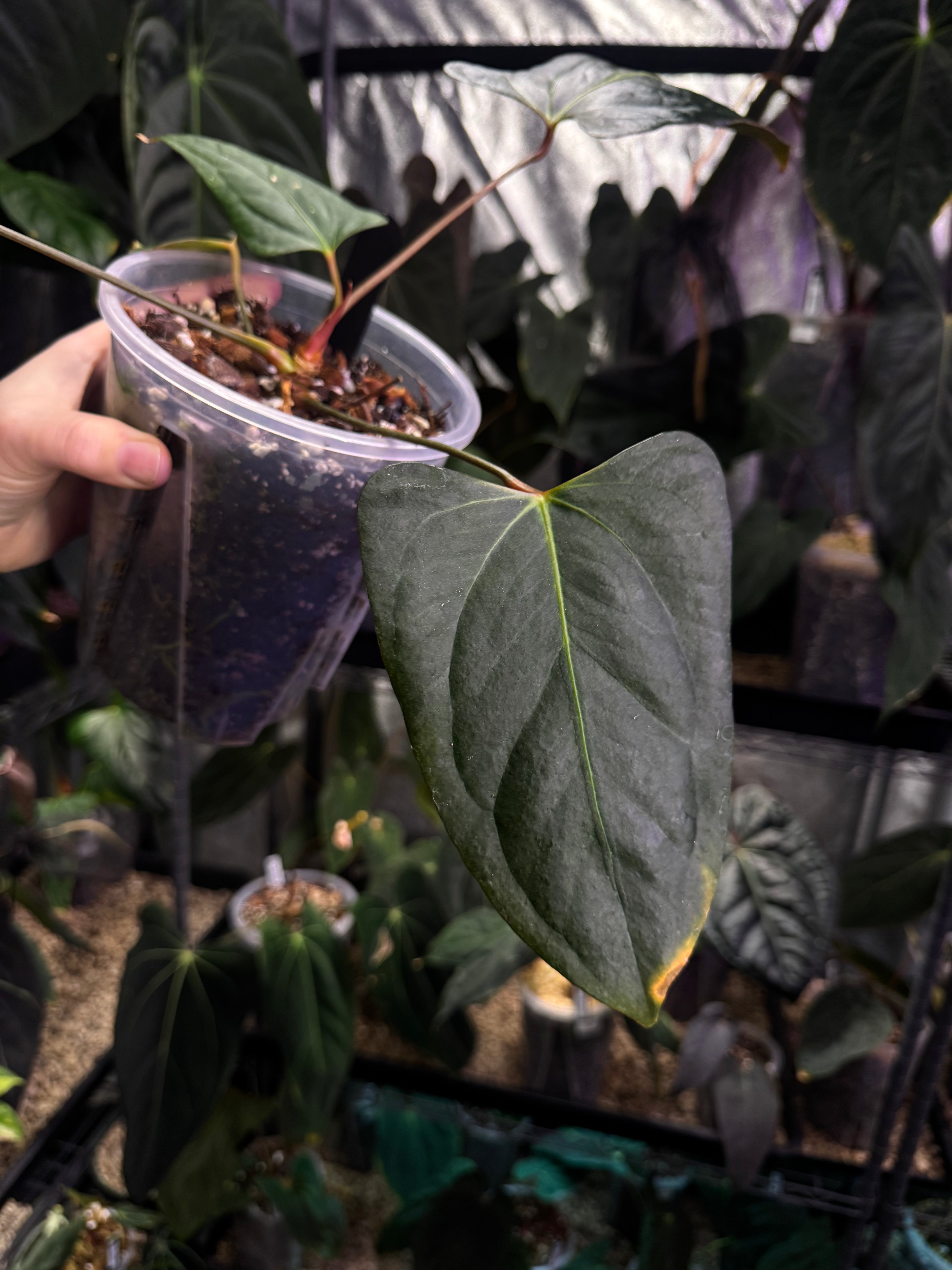 Anthurium Indo Portillae XDF x Indo Portillae - Clone - SMUKHI