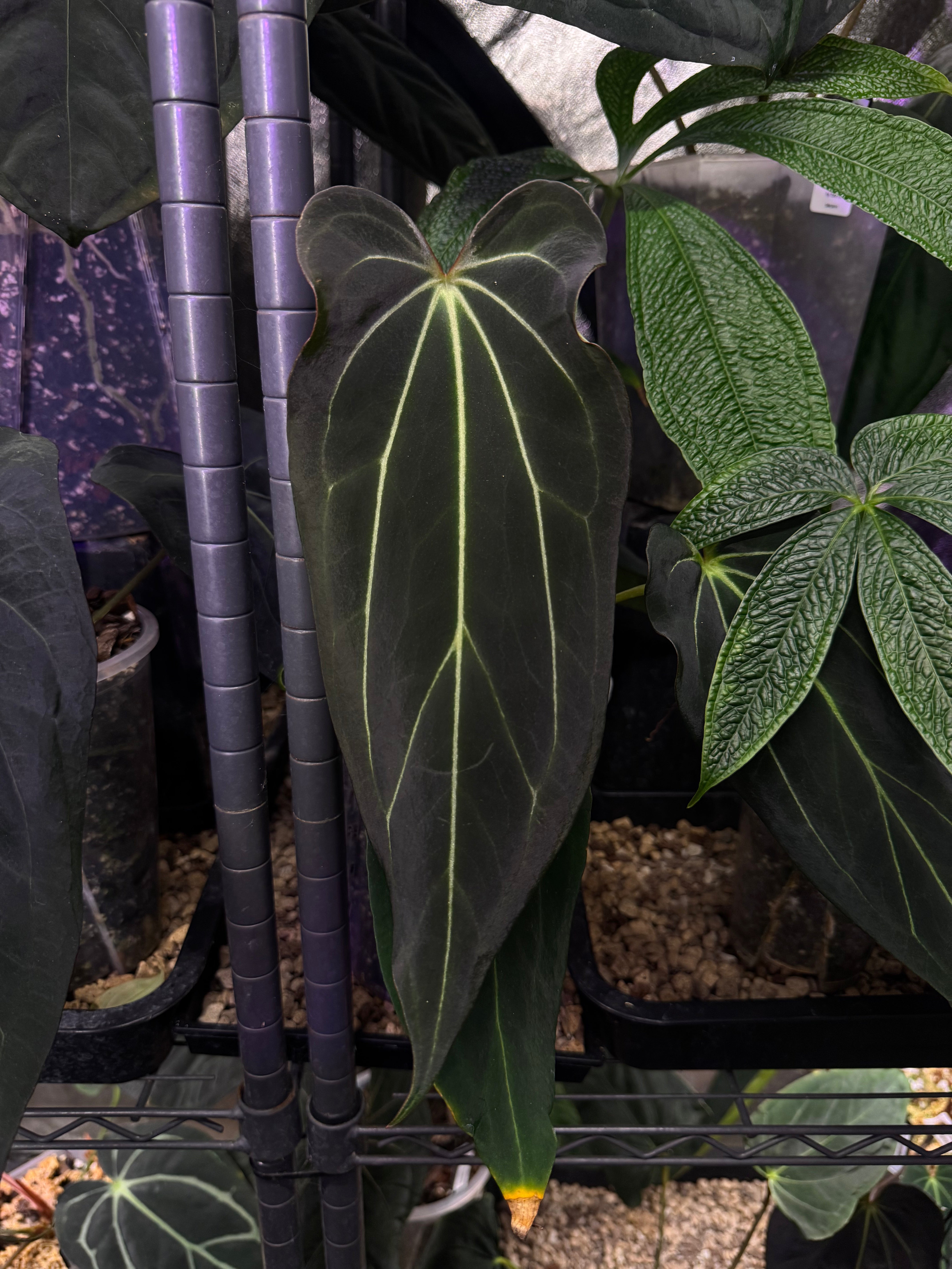NFS: Anthurium DocBlock Black Widow '13' x '43' - SMUKHI