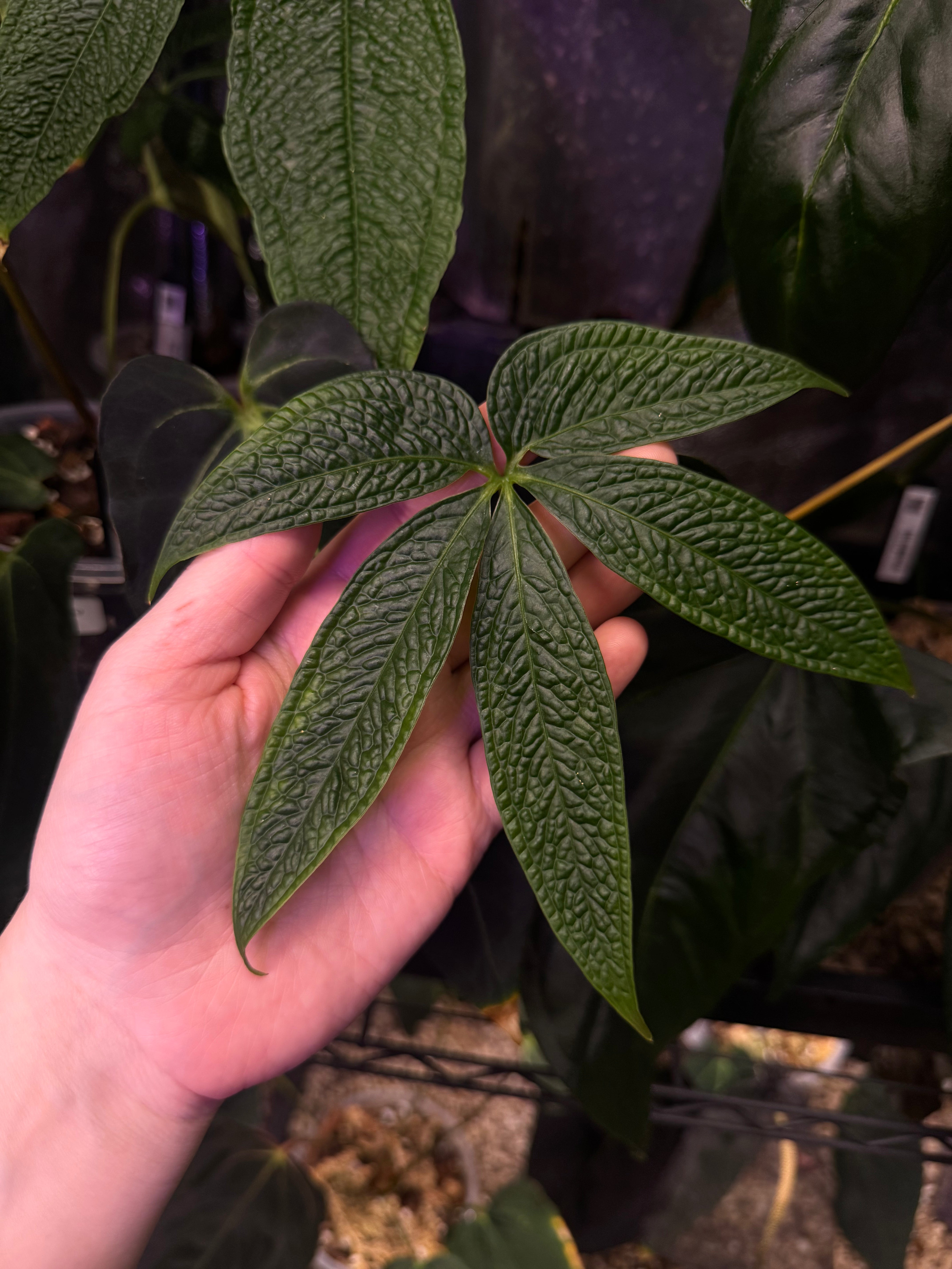NFS: Anthurium sp. Nov Peru - SMUKHI