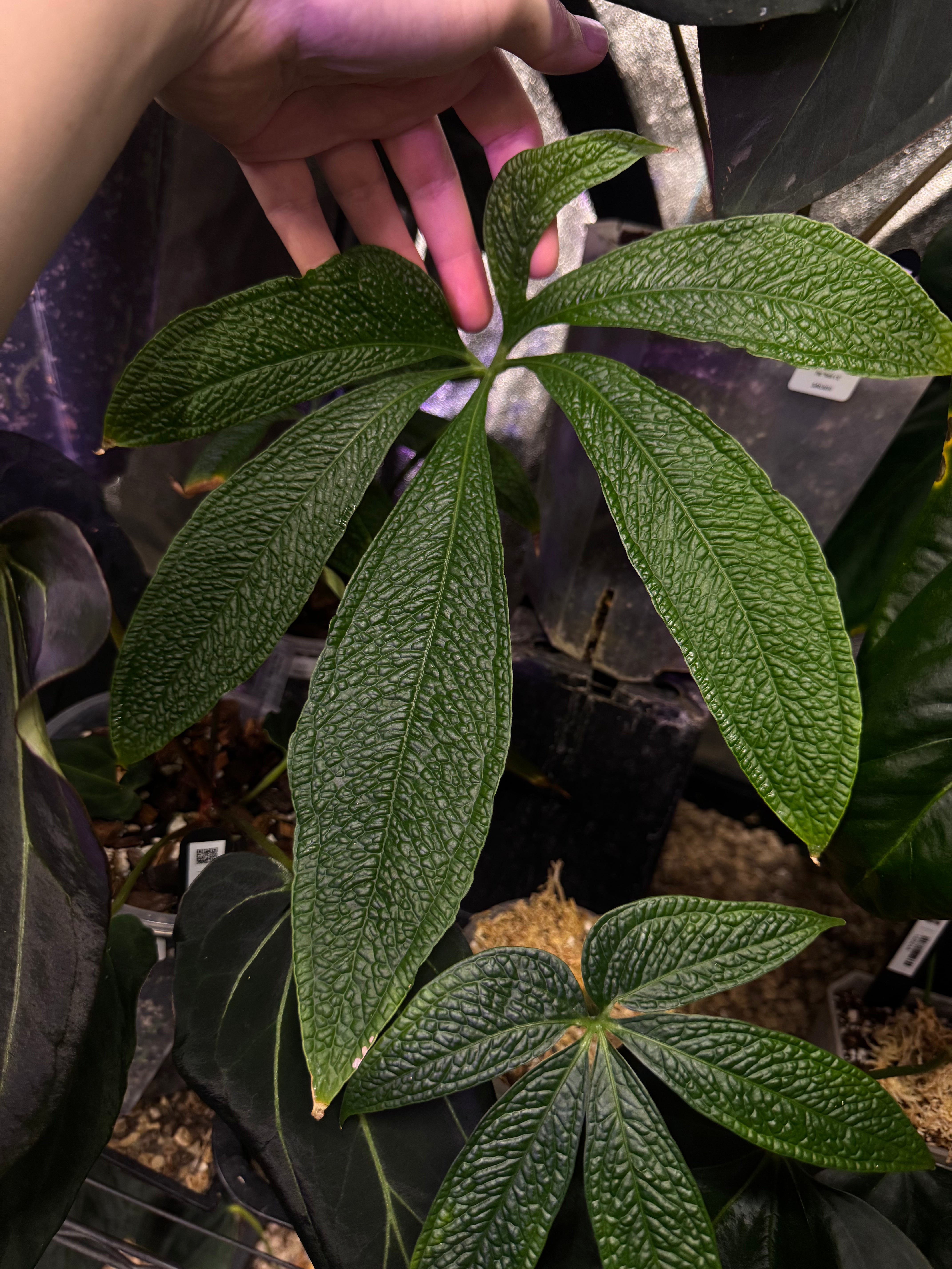 NFS: Anthurium sp. Nov Peru - SMUKHI