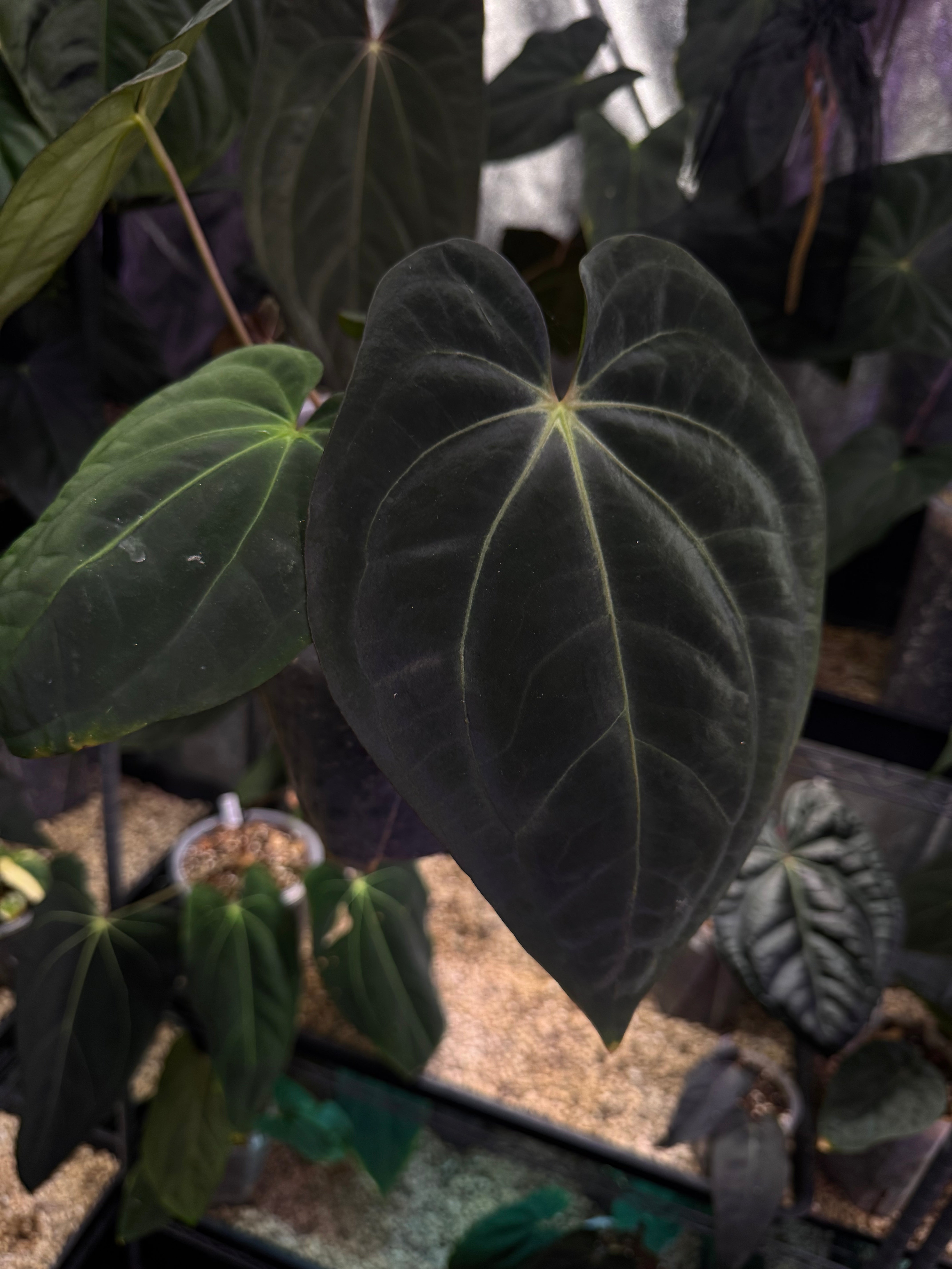 NFS: Anthurium Carlablackiae x BVEP ‘Oliver’ #2 - SMUKHI