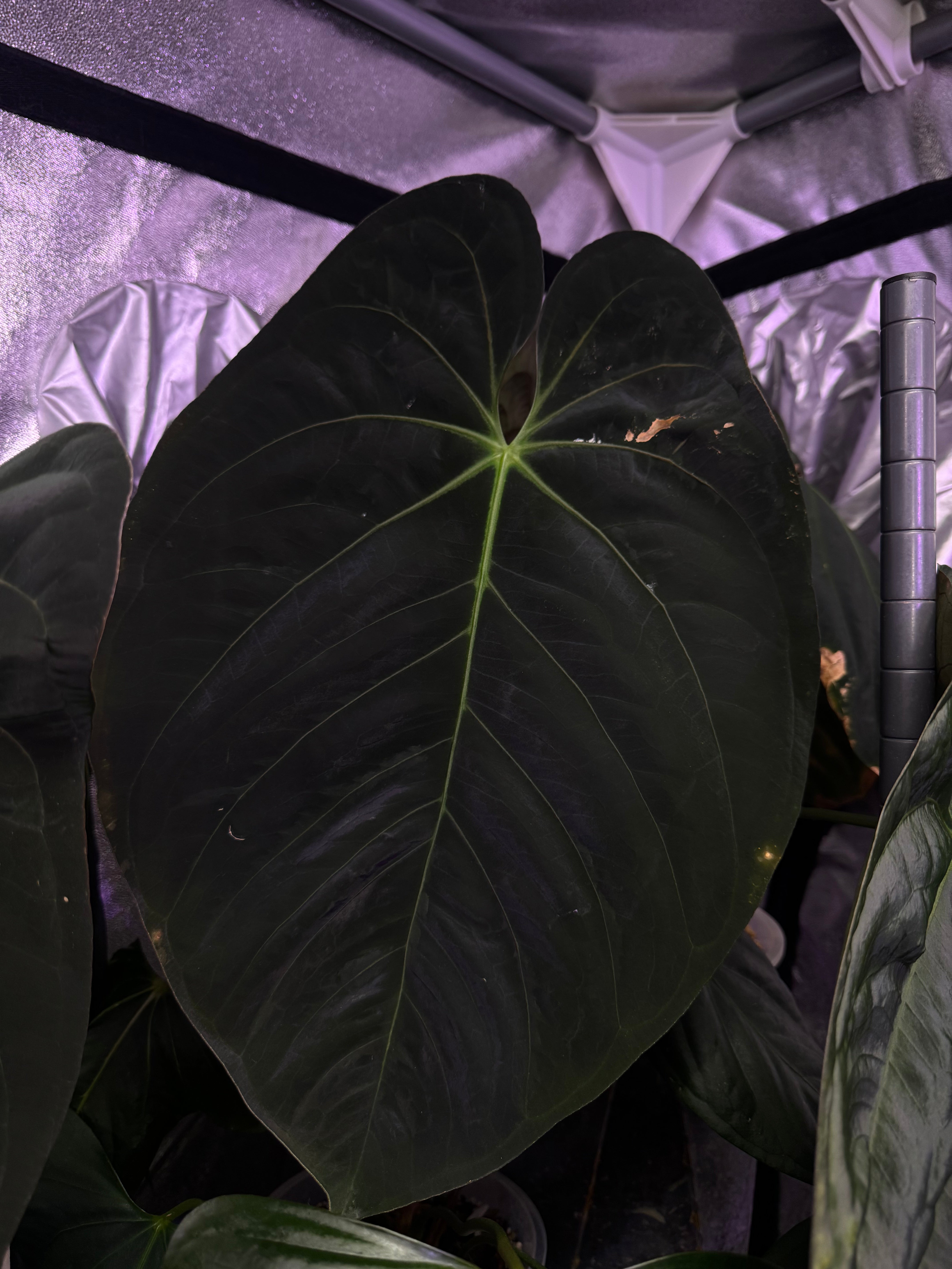 NFS: Anthurium Goliath #1 - SMUKHI