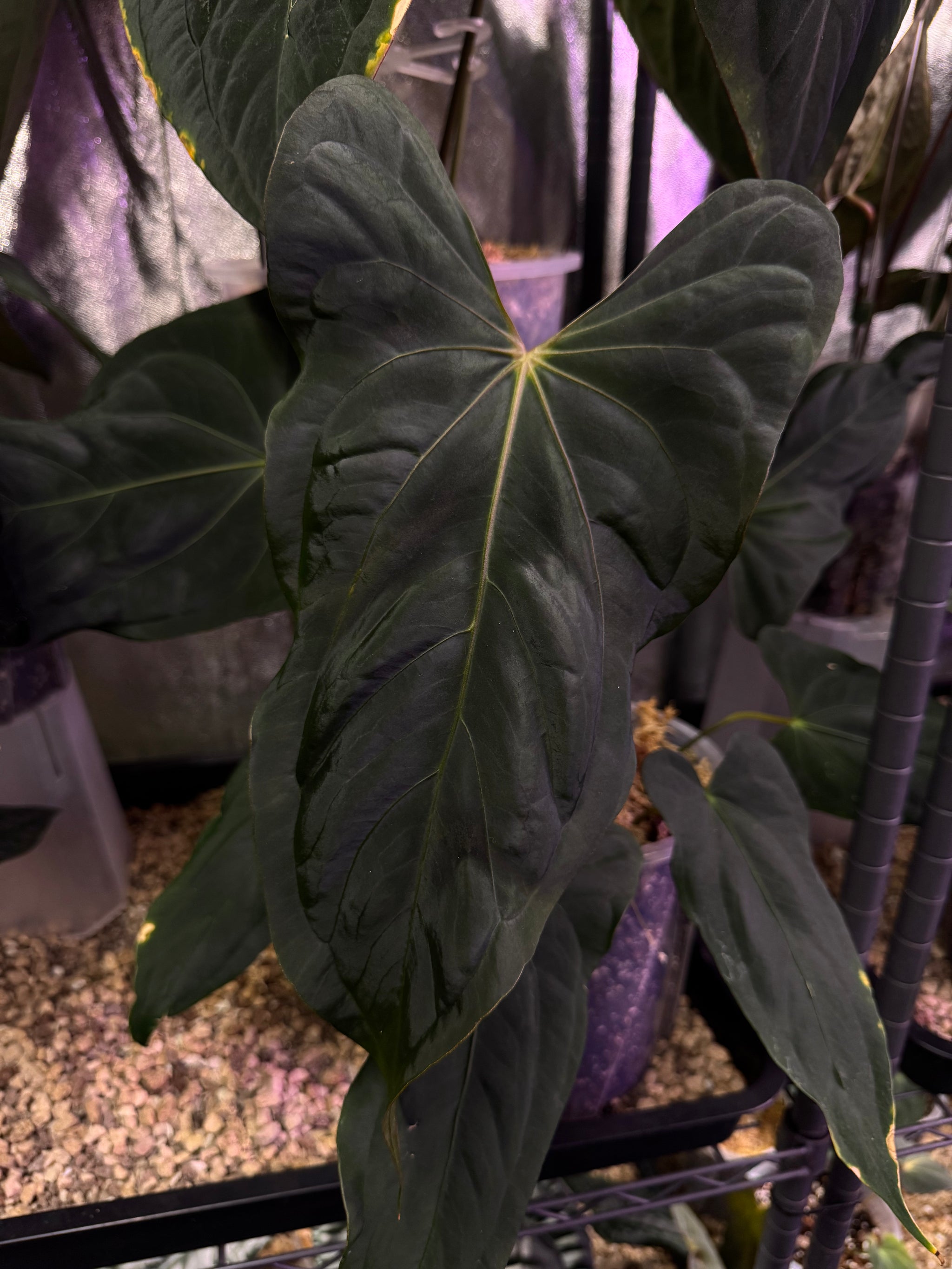 NFS: Anthurium (Subsignatum x Papillilaminum 'Marie') x