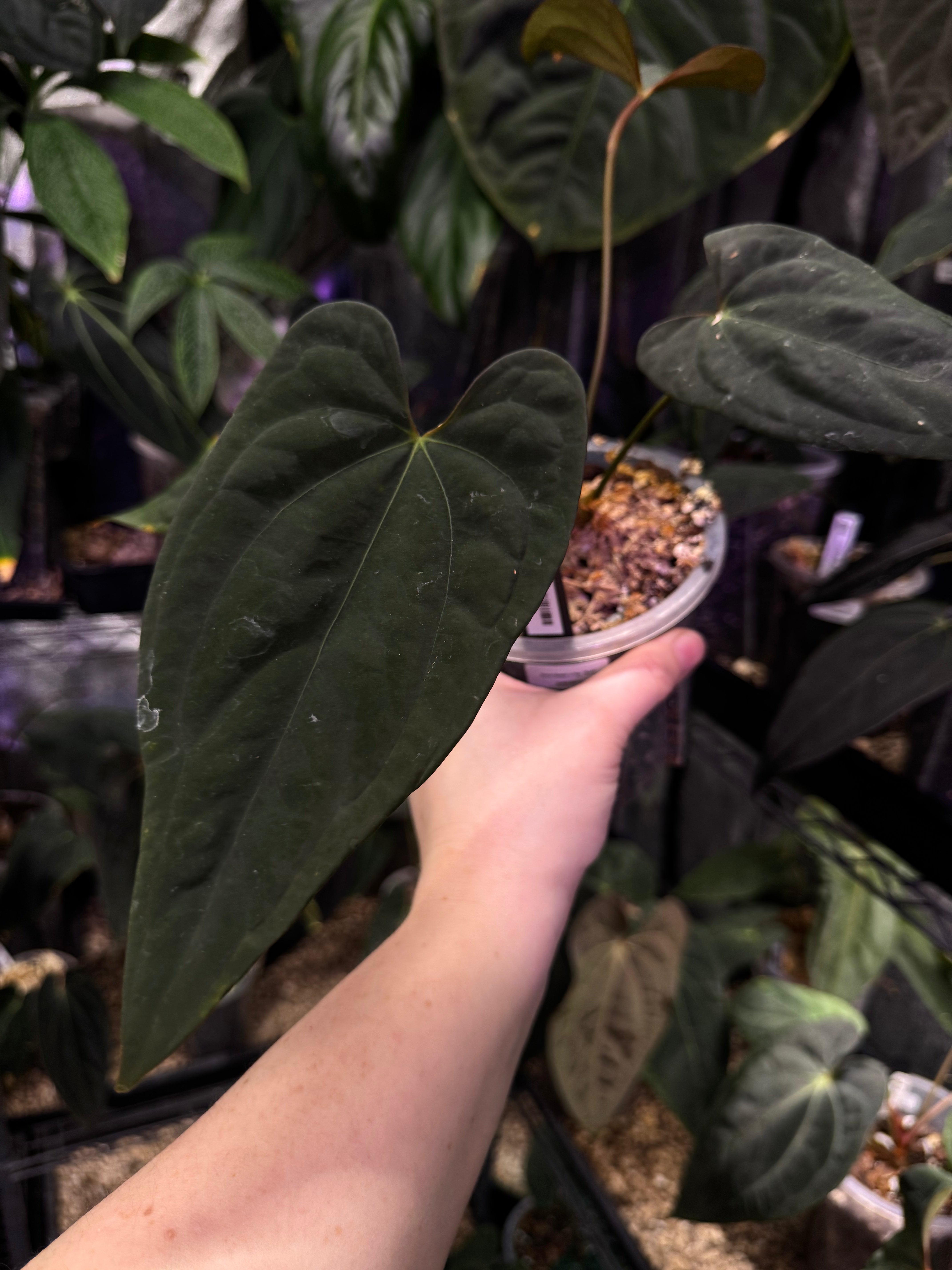 Anthurium 'Azure Drake' x Papillilaminum 'Marie' - Clone - SMUKHI