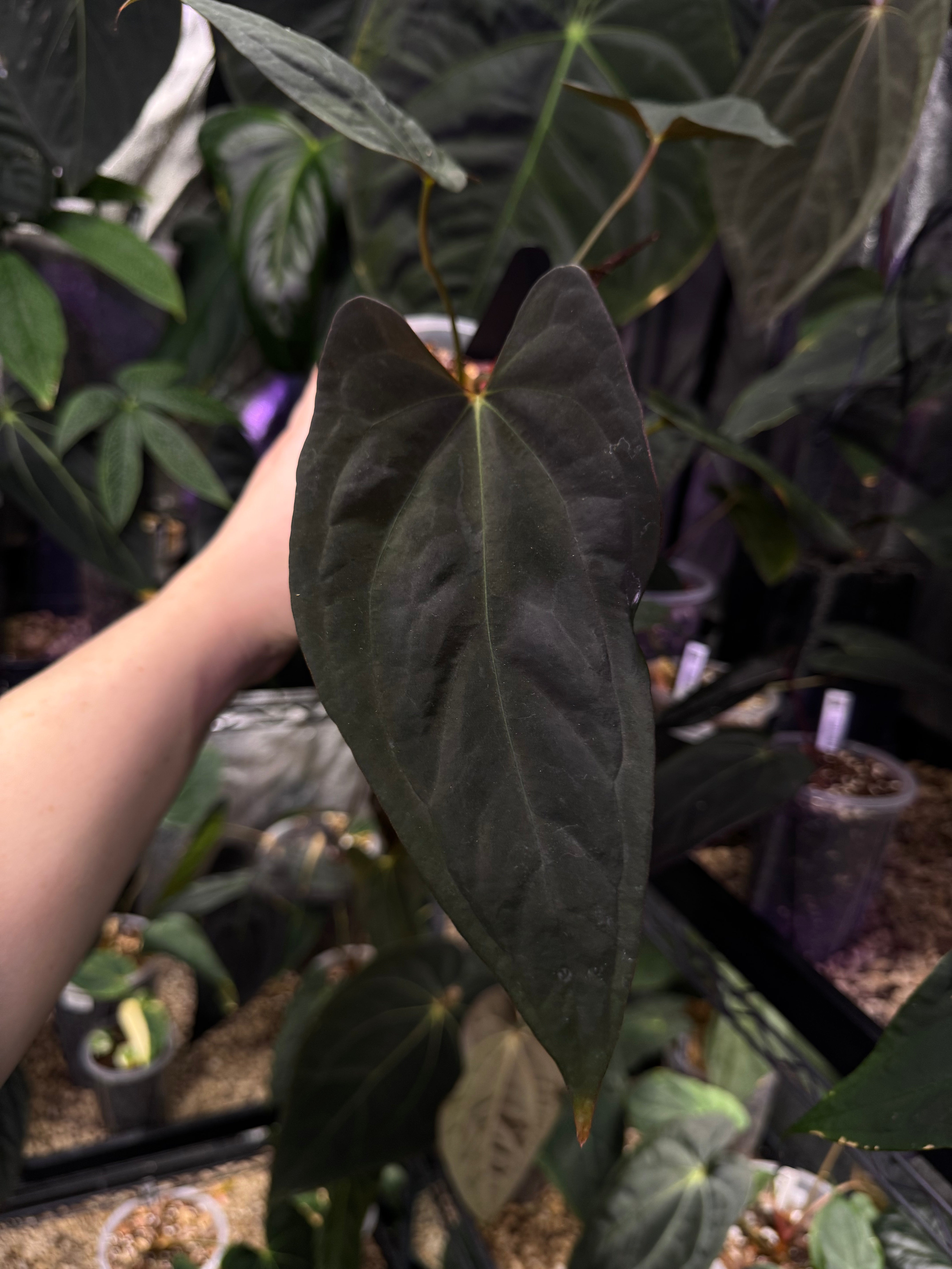 Anthurium 'Azure Drake' x Papillilaminum 'Marie' - Clone - SMUKHI