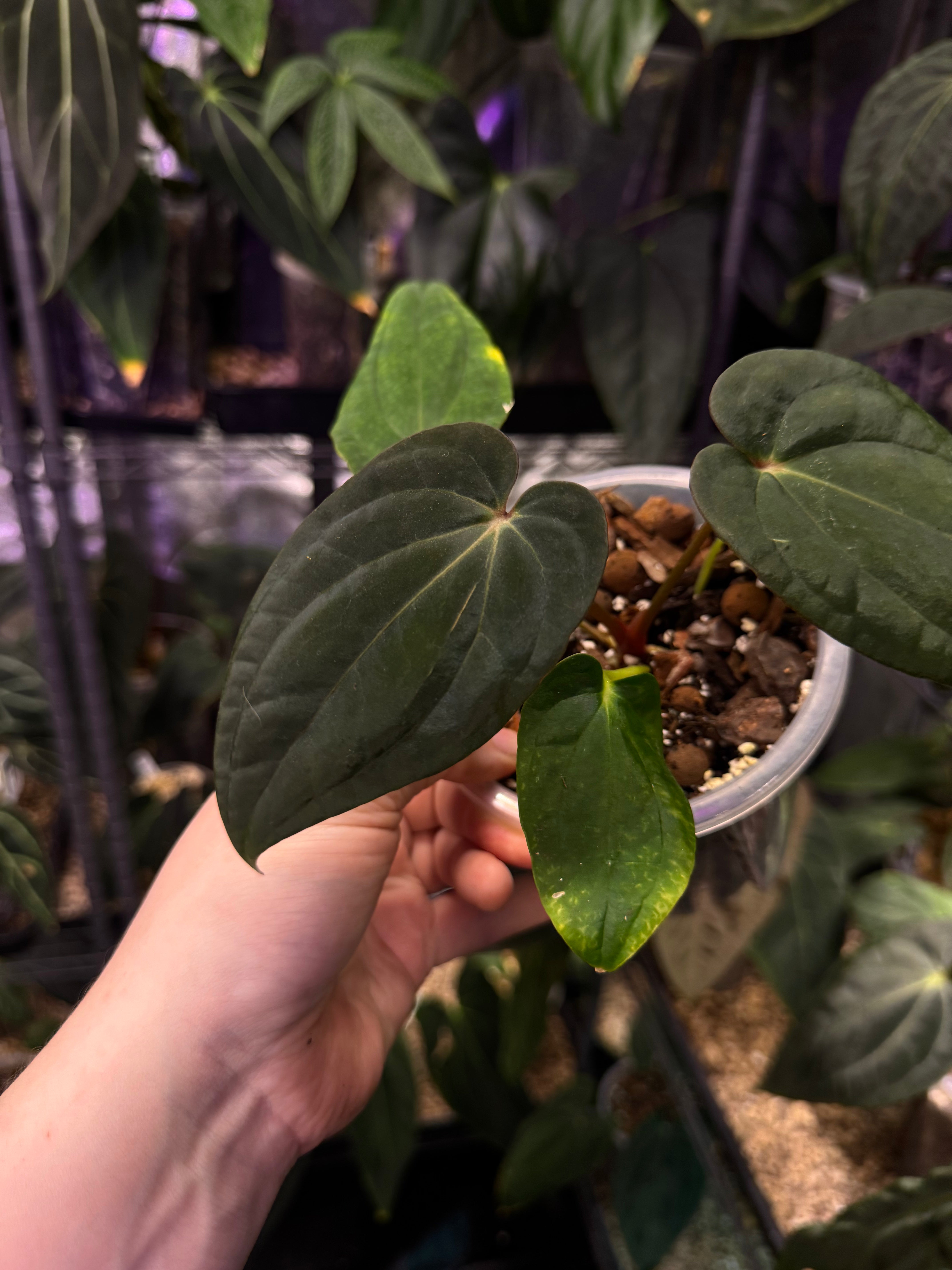 NFS: Anthurium Antolakii / BVEP RF1 x 'Dark Star' #1 - SMUKHI