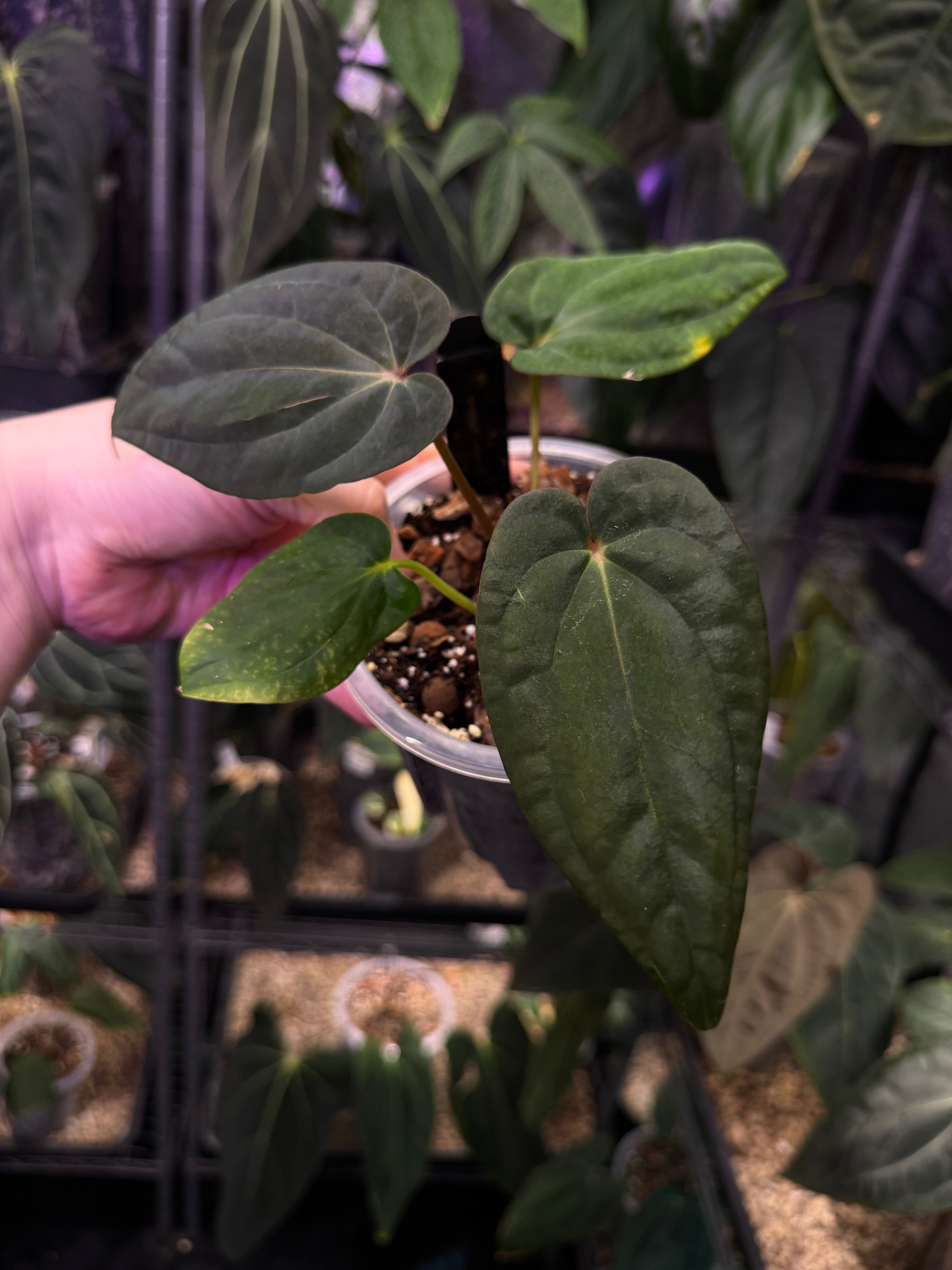 NFS: Anthurium Antolakii / BVEP RF1 x 'Dark Star' #1 - SMUKHI