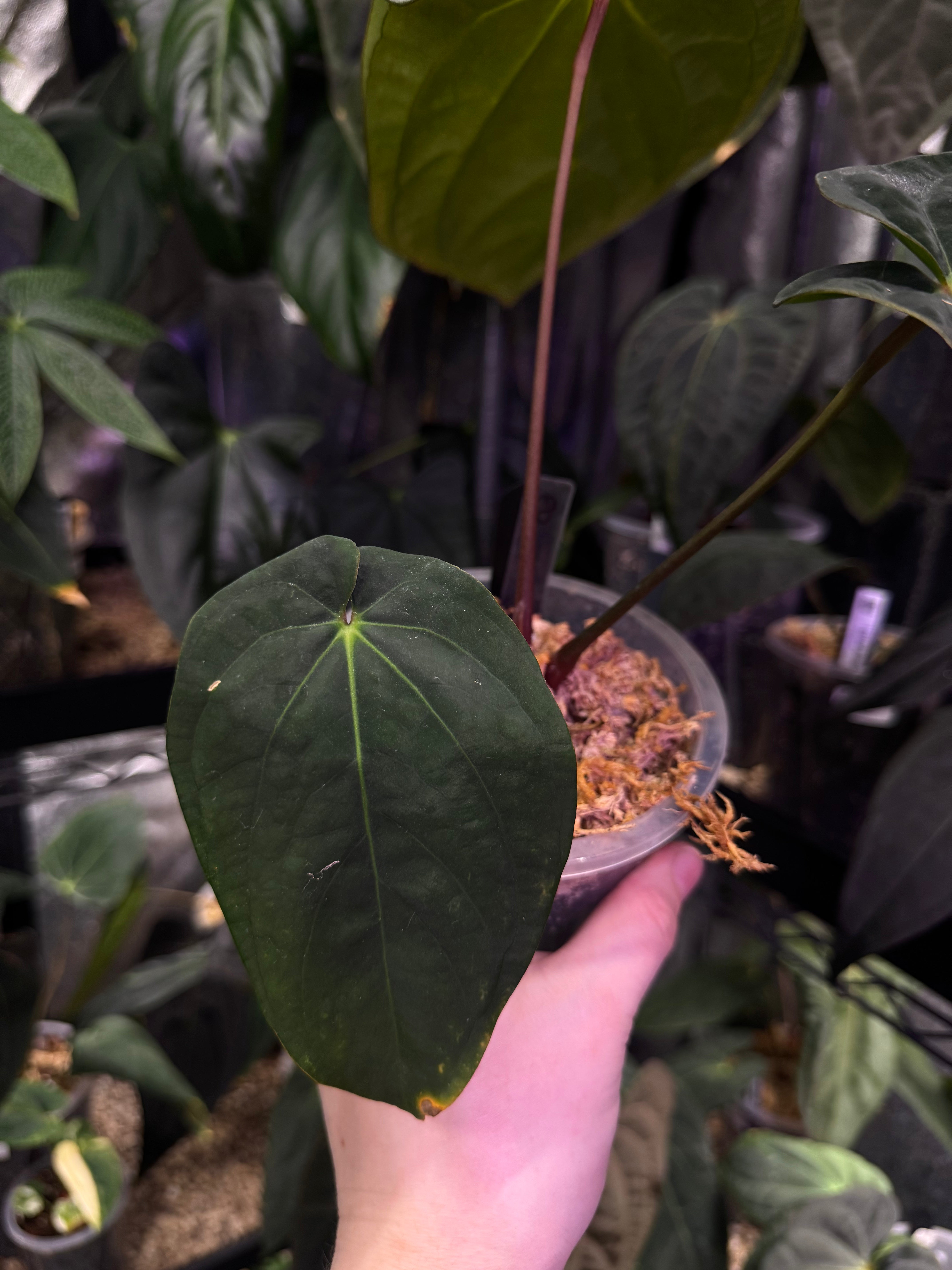 NFS: Anthurium BVEP (Scott) - SMUKHI
